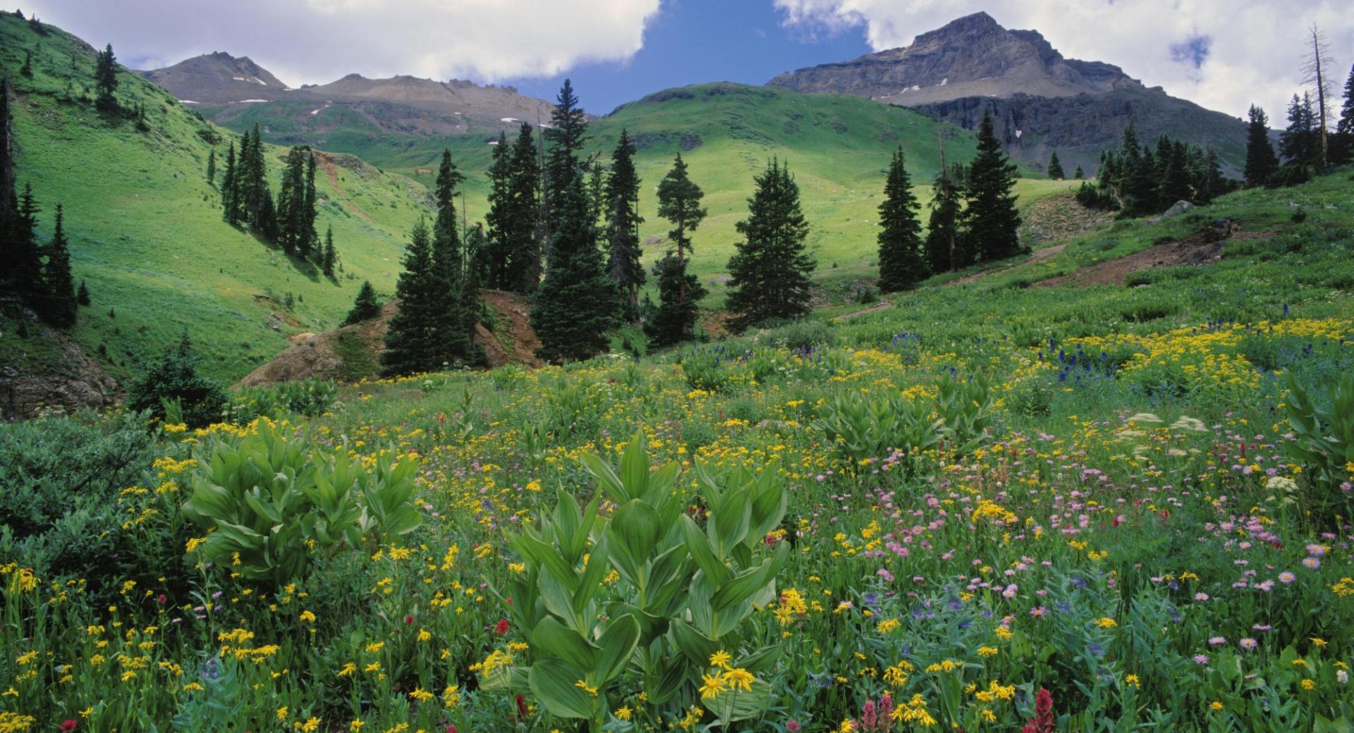 Alpine Meadow Of Sneezeweed Colorado wallpapers HD quality