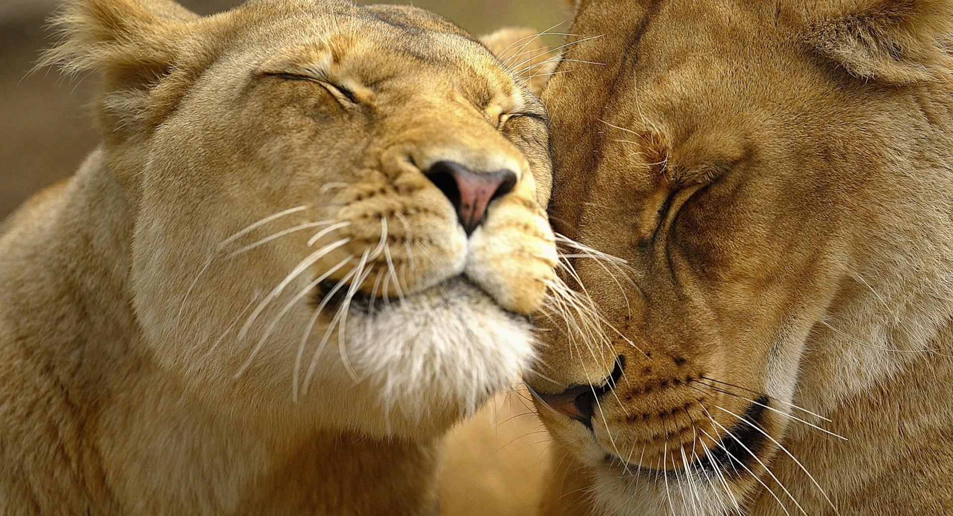 Animal Affection at 1024 x 1024 iPad size wallpapers HD quality