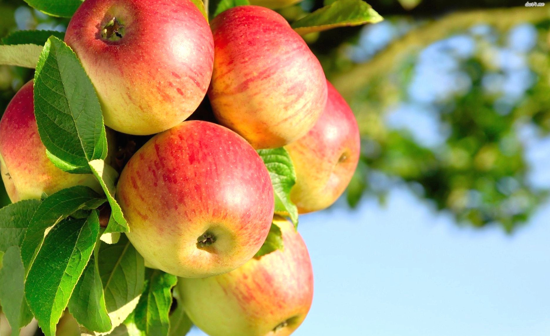 Apple tree at 750 x 1334 iPhone 6 size wallpapers HD quality