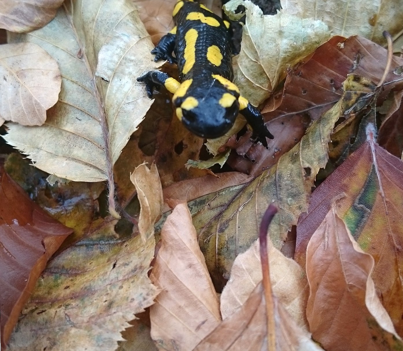 Autumn salamandra at 640 x 1136 iPhone 5 size wallpapers HD quality