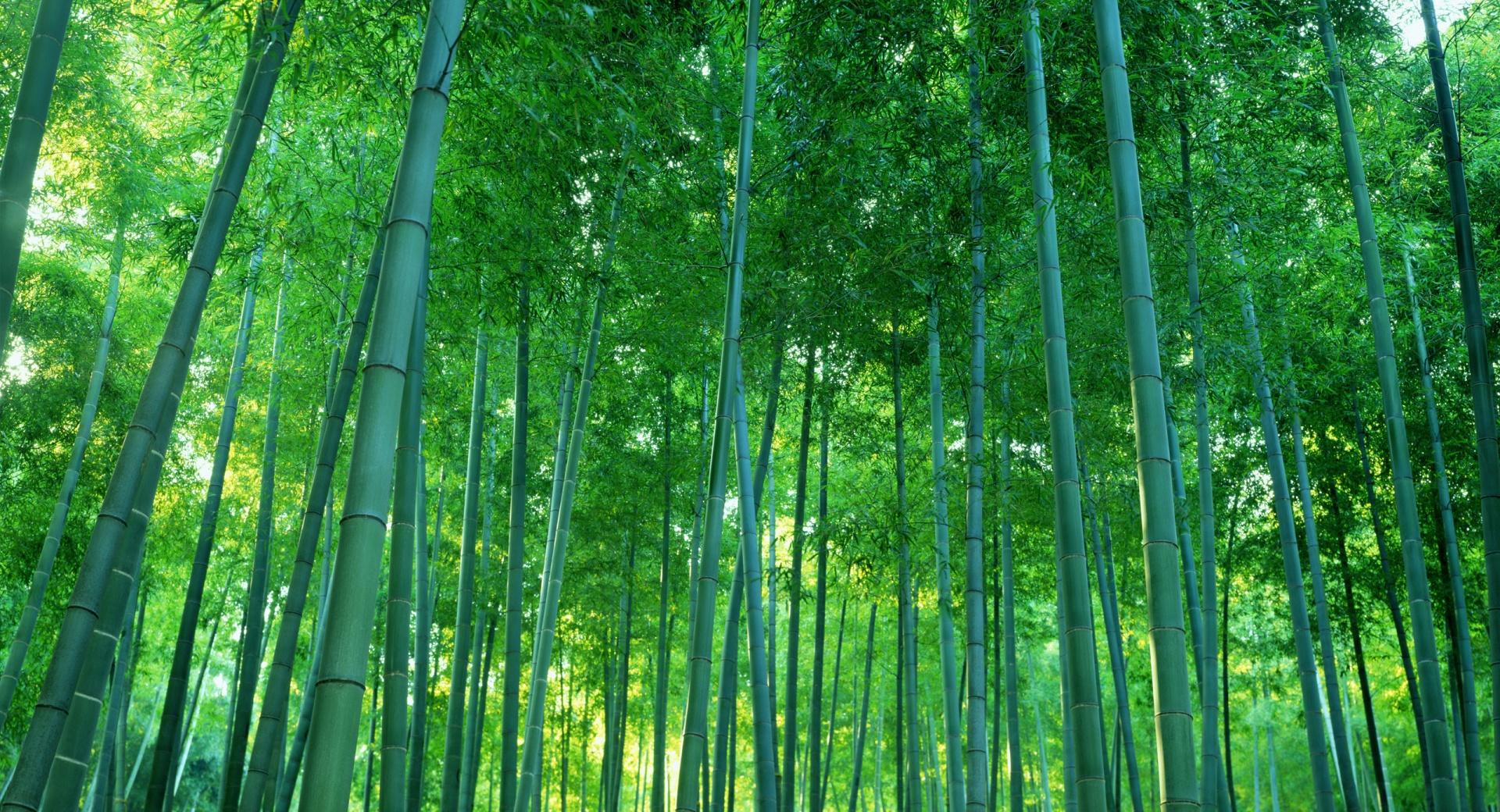 Bamboo Forest at 1600 x 1200 size wallpapers HD quality