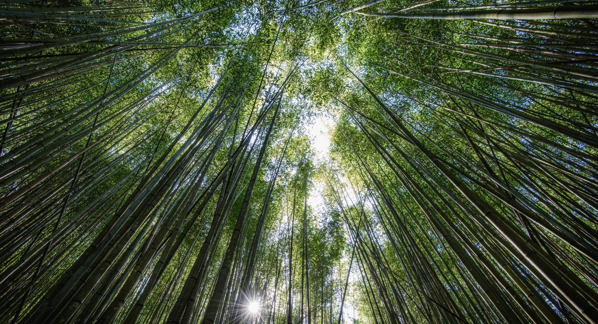 Bamboos, the Fastest growing Plants in the World at 1024 x 768 size wallpapers HD quality