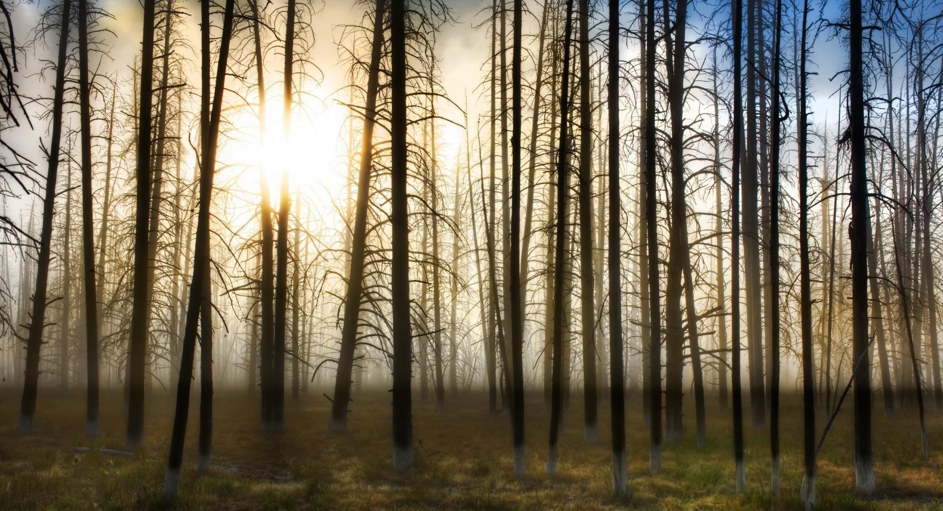 Bare Forest at 640 x 1136 iPhone 5 size wallpapers HD quality