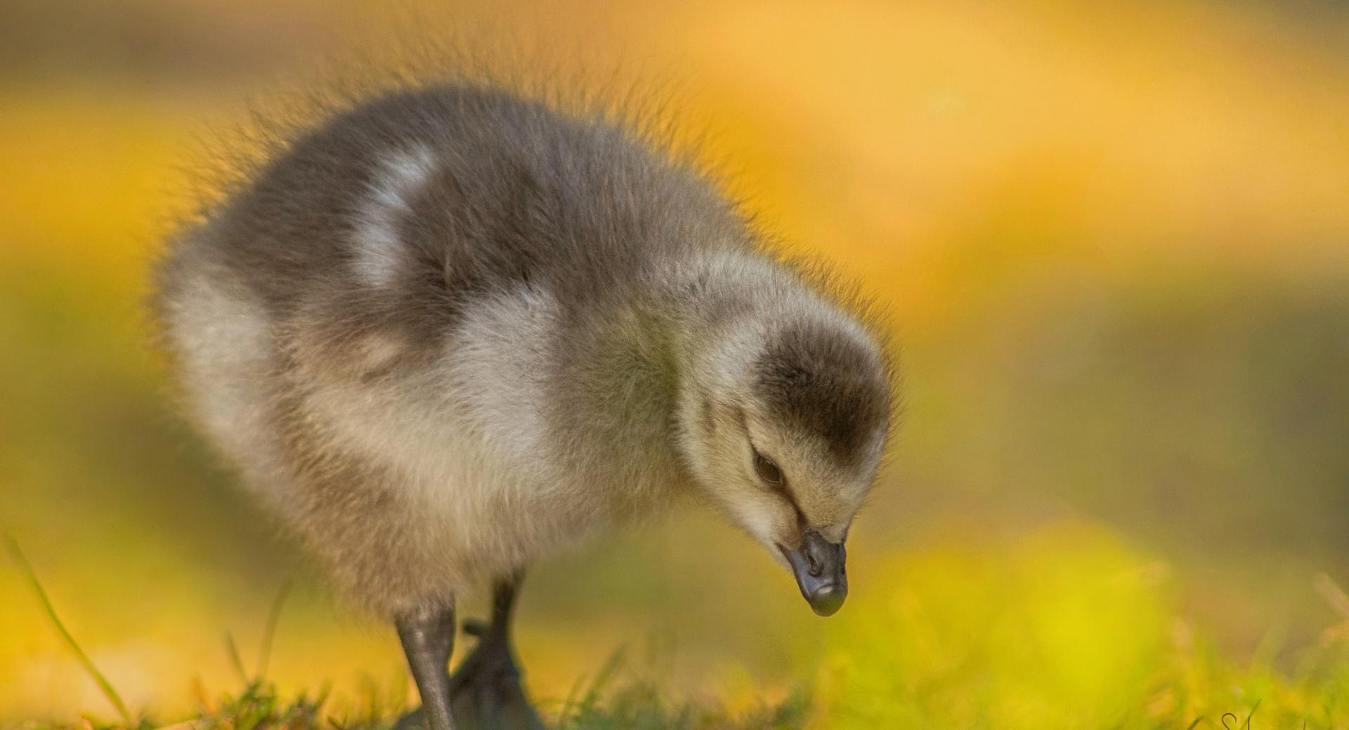 Barnacle Gosling at 2048 x 2048 iPad size wallpapers HD quality