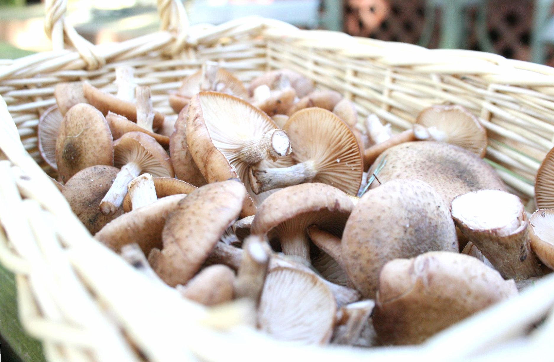 Basket of mushrooms at 320 x 480 iPhone size wallpapers HD quality
