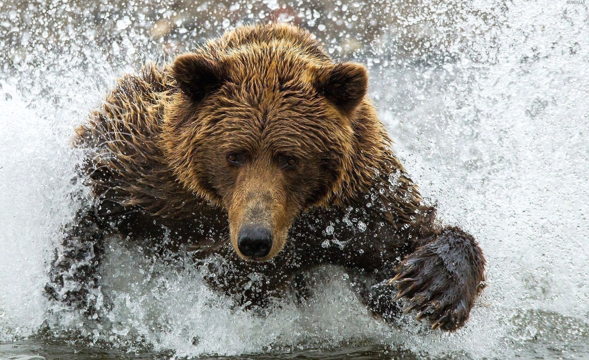 Bear splashing in the water at 640 x 1136 iPhone 5 size wallpapers HD quality