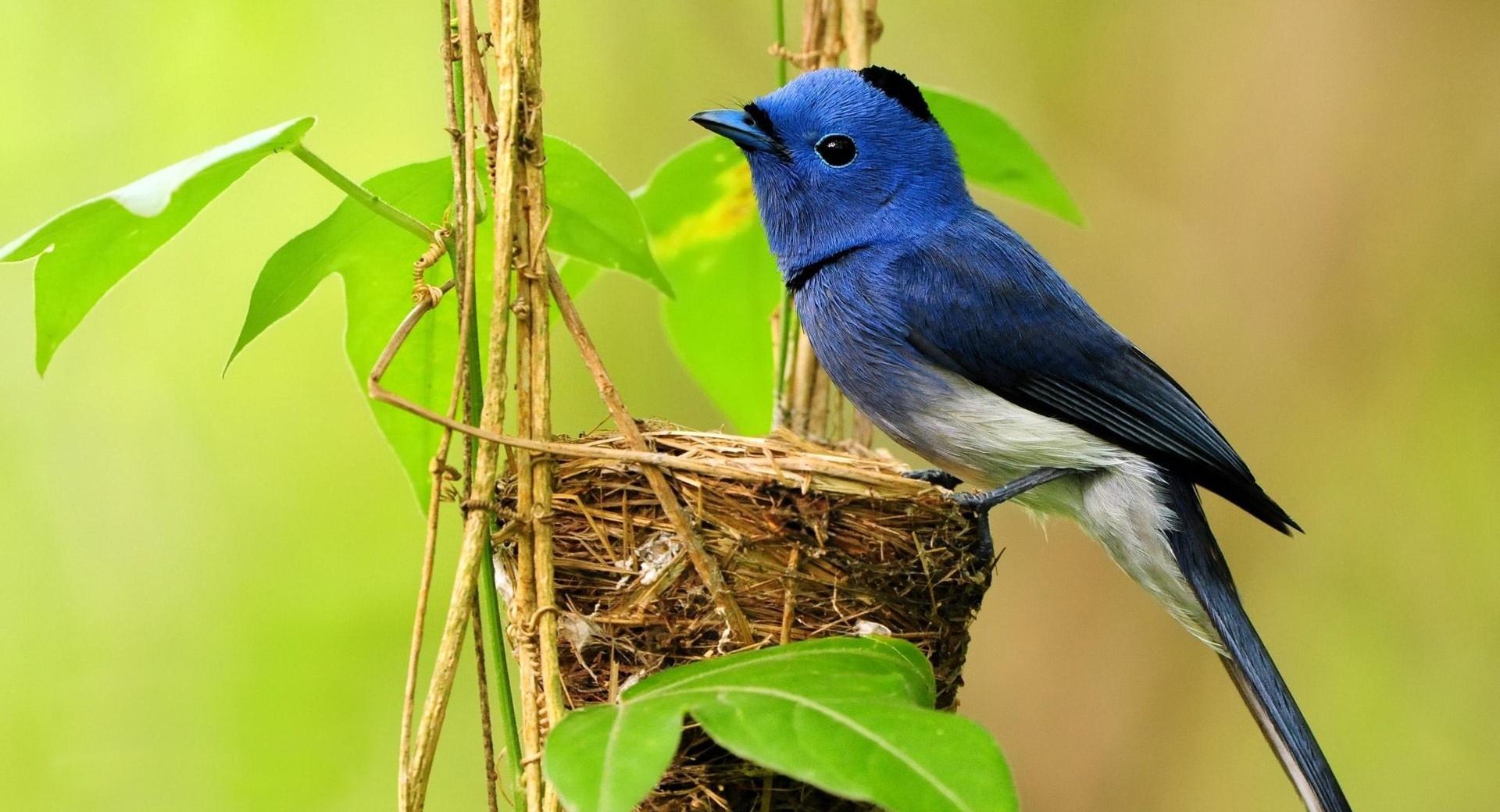 Beautiful Blue Bird at 1600 x 1200 size wallpapers HD quality