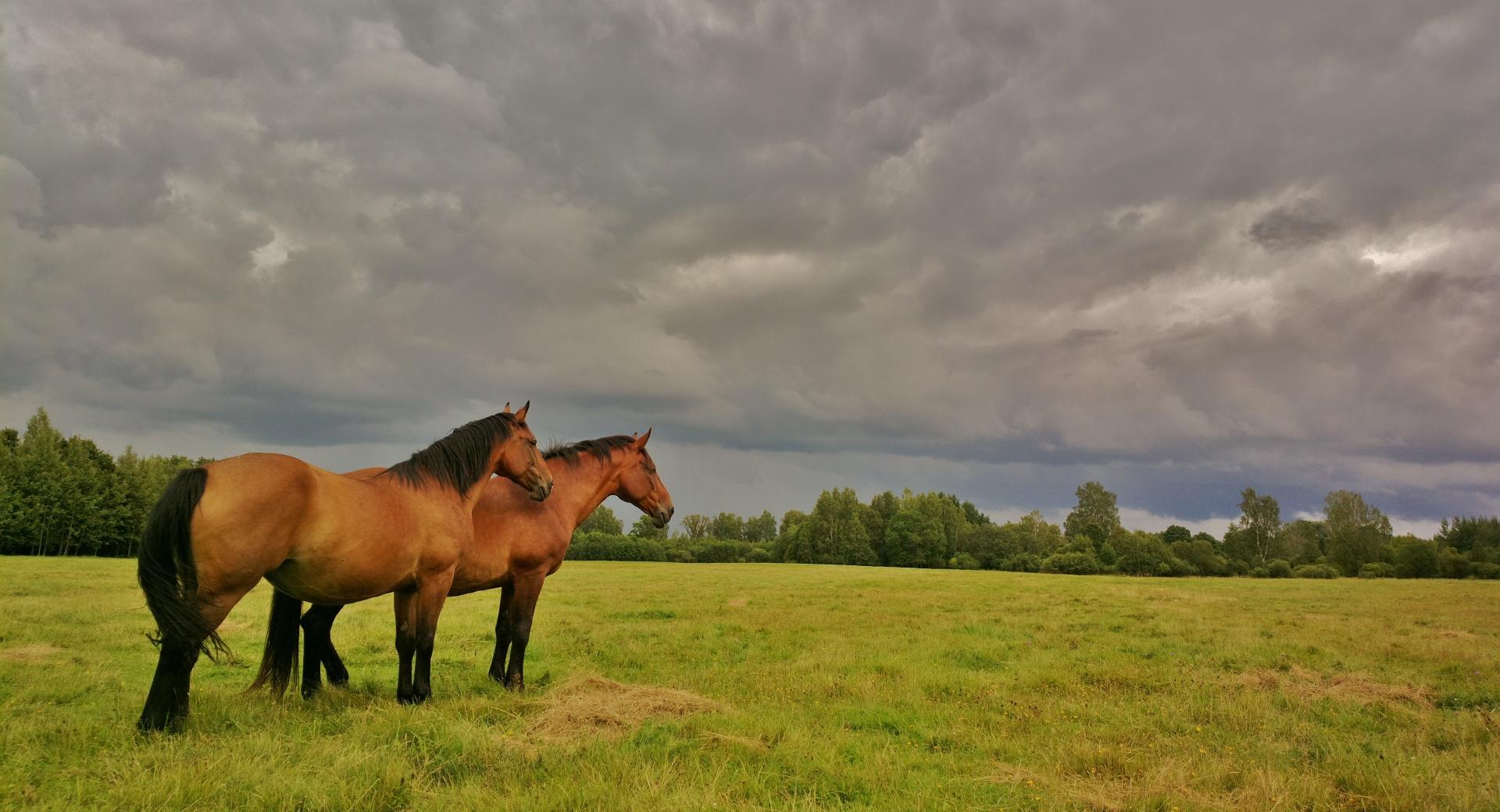 Beautiful Latvian horses at 2048 x 2048 iPad size wallpapers HD quality