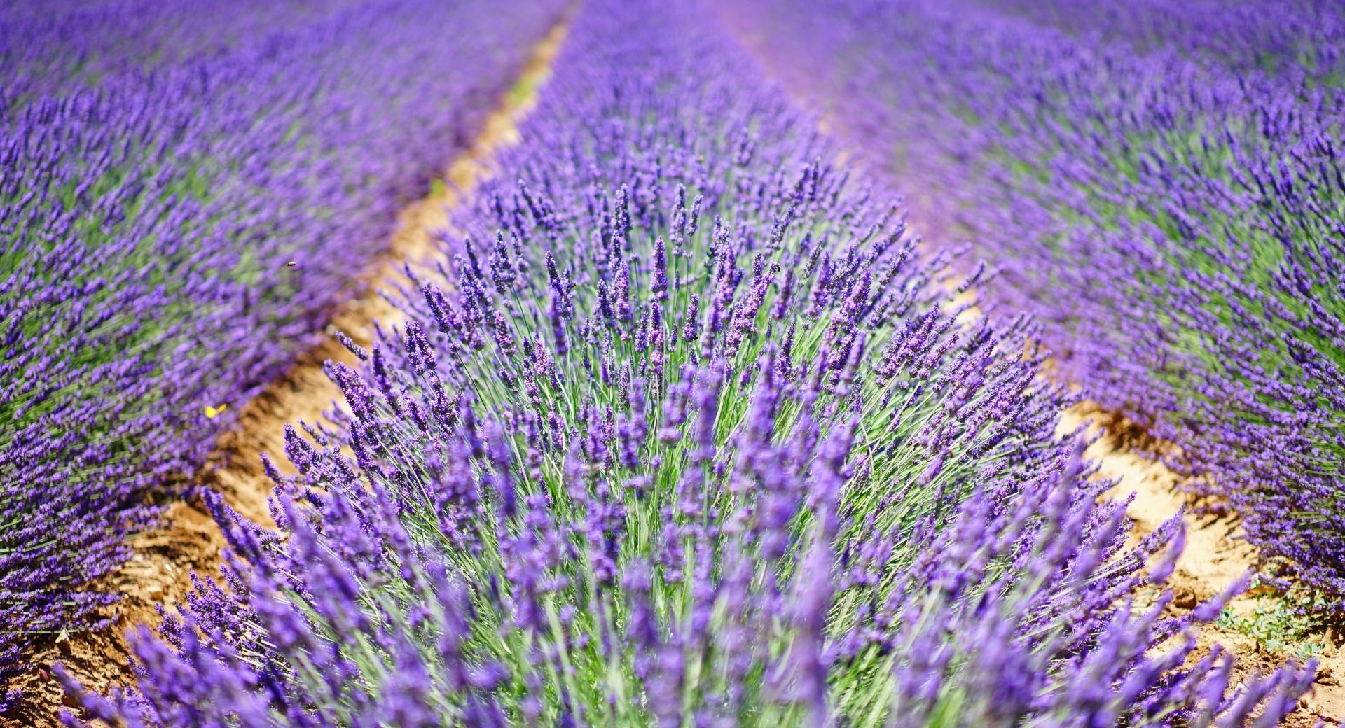 Beautiful Lavender Flowers at 320 x 480 iPhone size wallpapers HD quality