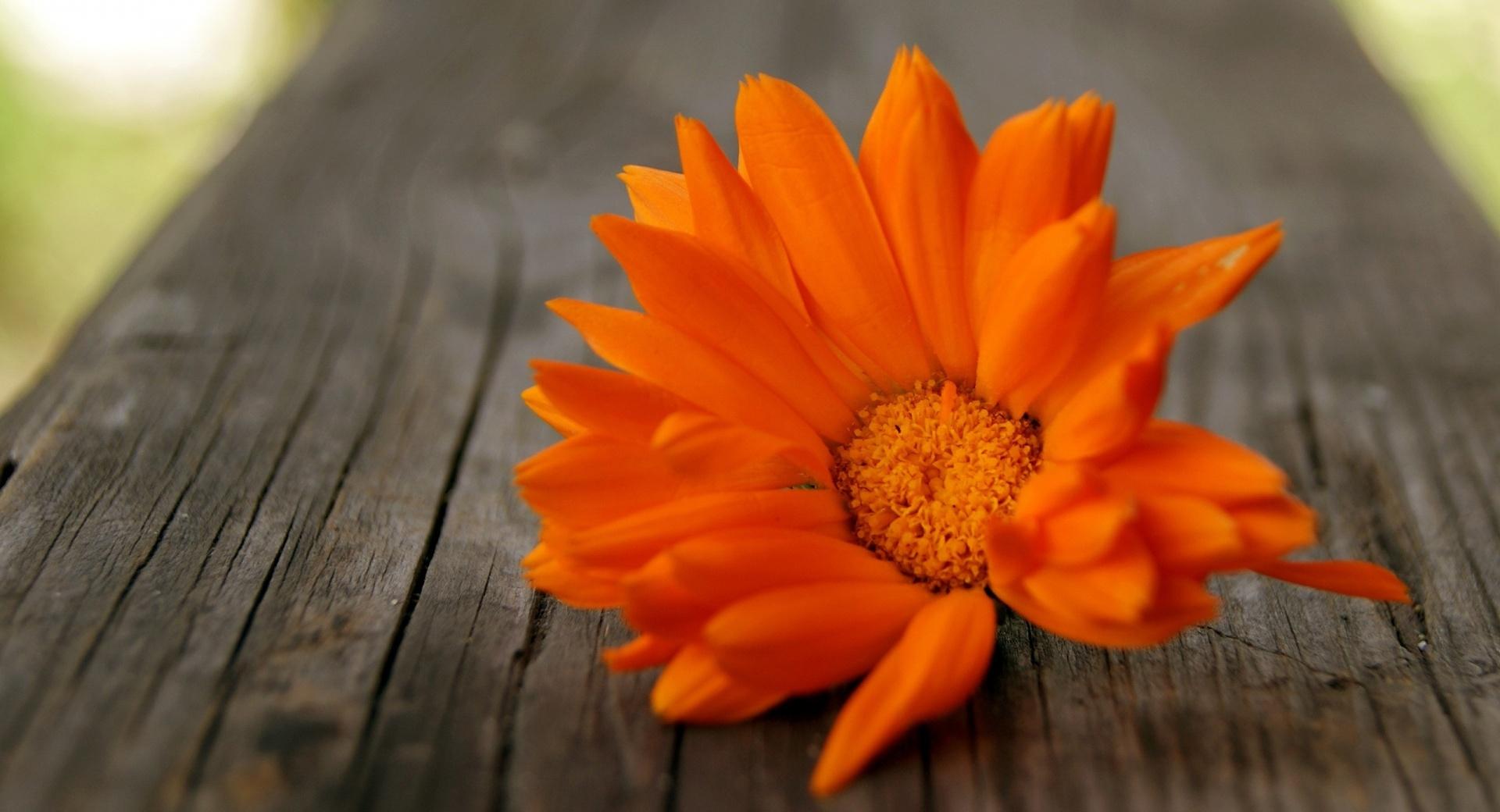 Beautiful Orange Flower at 1152 x 864 size wallpapers HD quality