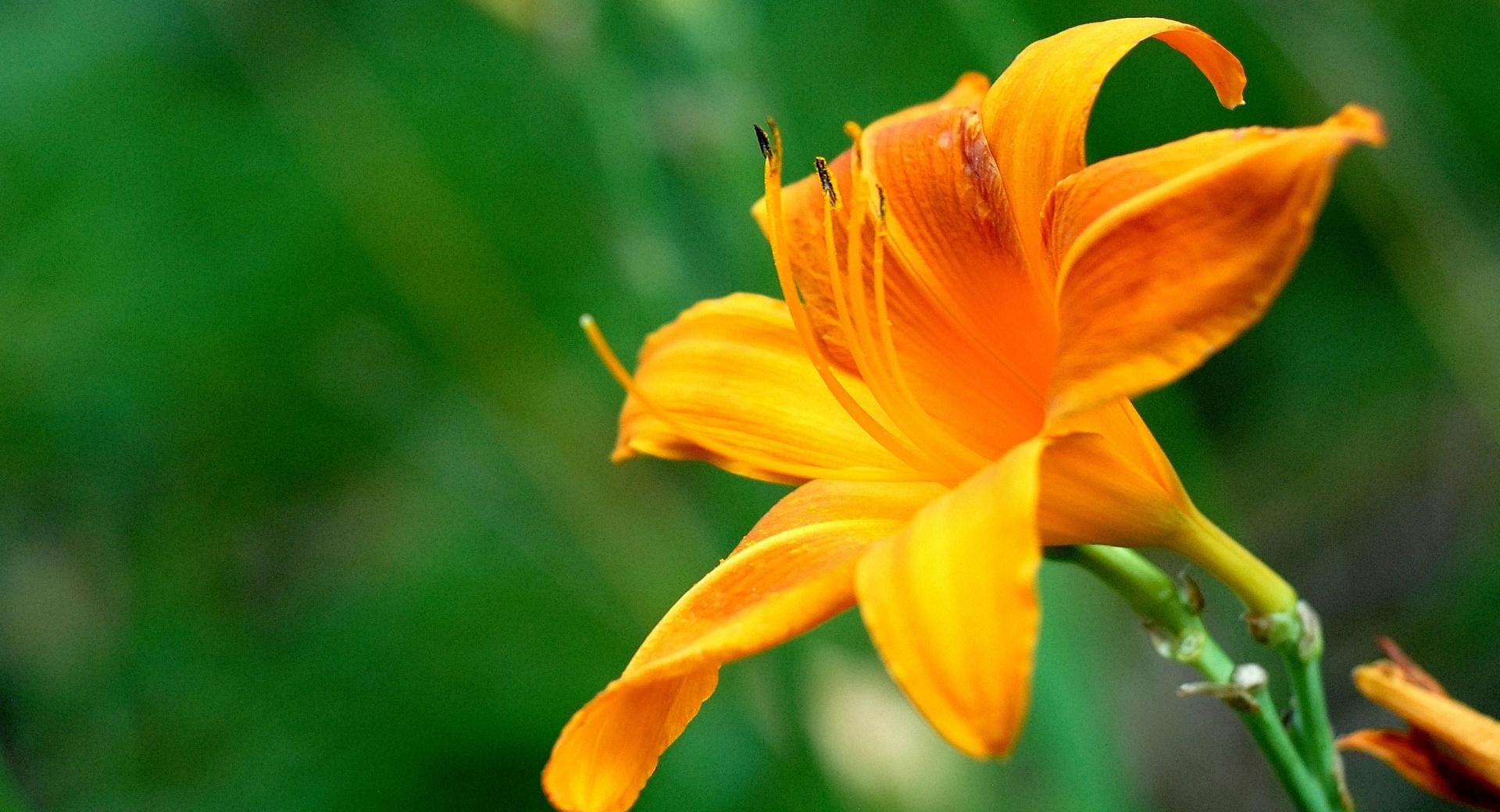 Beautiful Orange Lily Flower at 750 x 1334 iPhone 6 size wallpapers HD quality