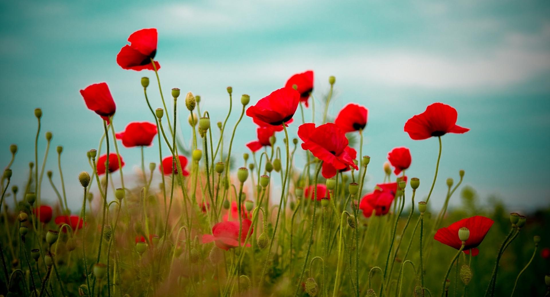 Beautiful Poppy Field at 640 x 960 iPhone 4 size wallpapers HD quality