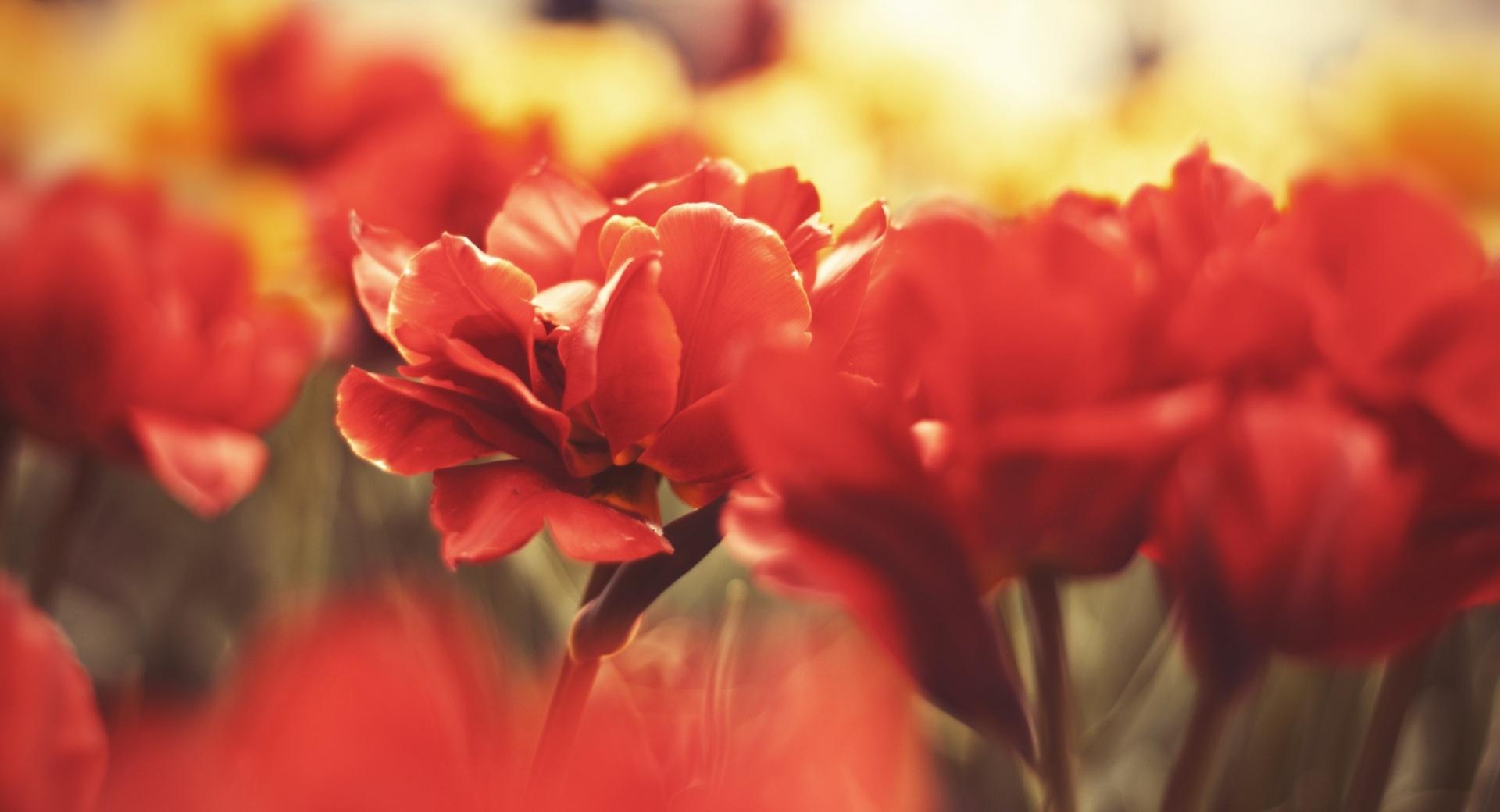 Beautiful Red Flowers at 1600 x 1200 size wallpapers HD quality