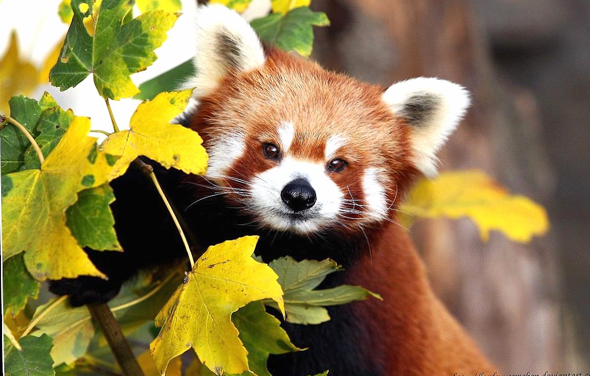 Beautiful red panda at 320 x 480 iPhone size wallpapers HD quality