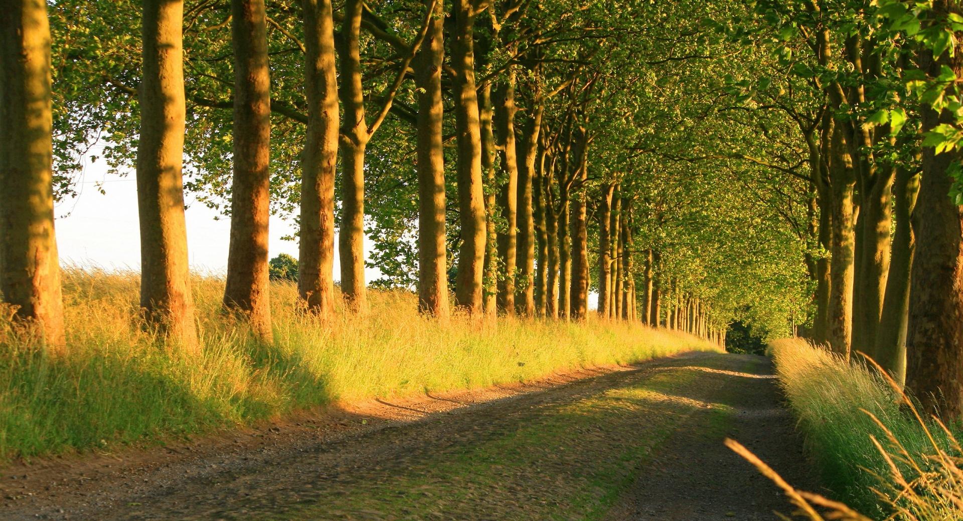 Beautiful Sunny Road at 320 x 480 iPhone size wallpapers HD quality