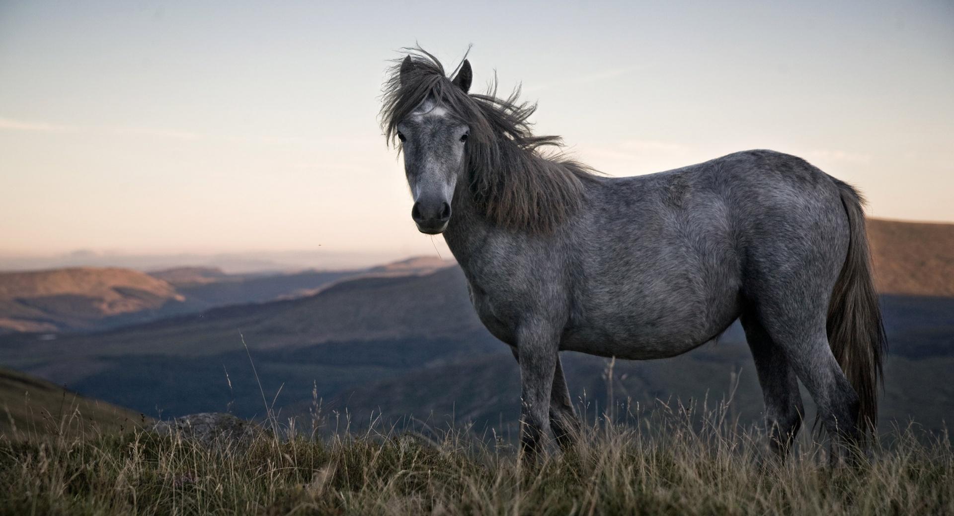 Beautiful Wild Horse at 1152 x 864 size wallpapers HD quality