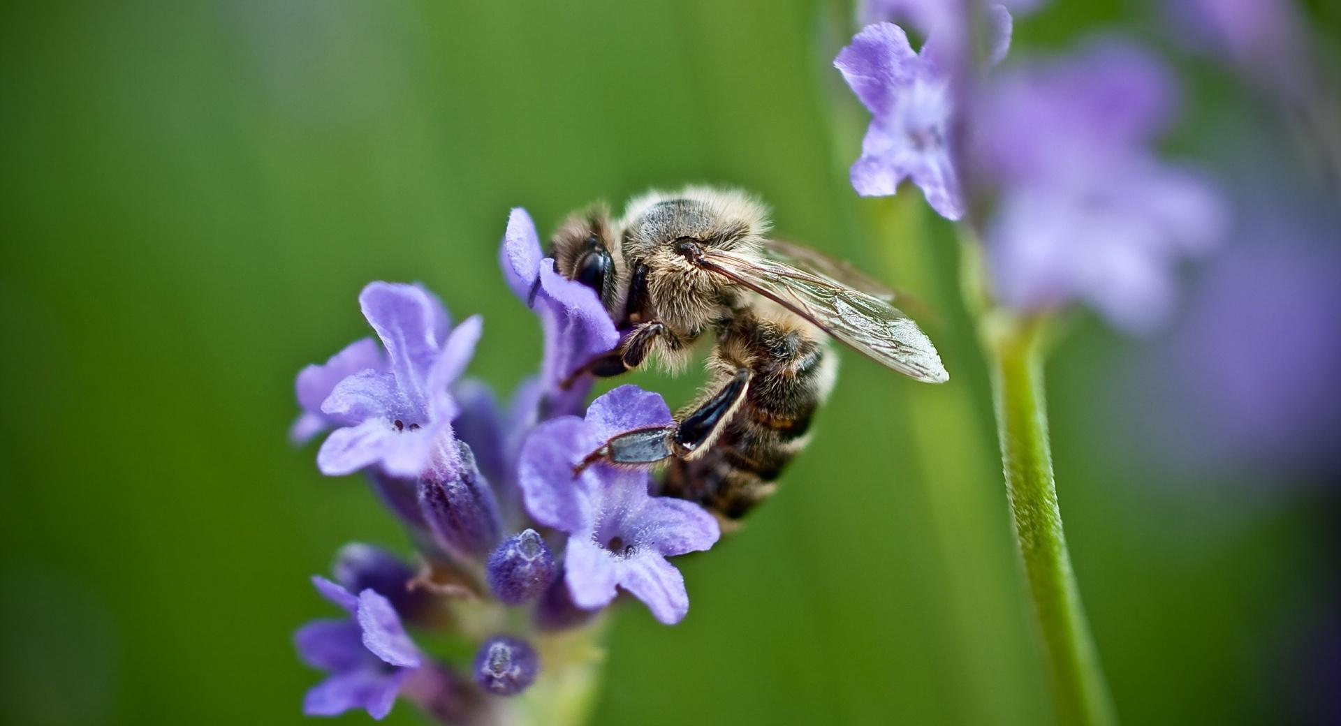 Bee On Purple Flower at 1152 x 864 size wallpapers HD quality
