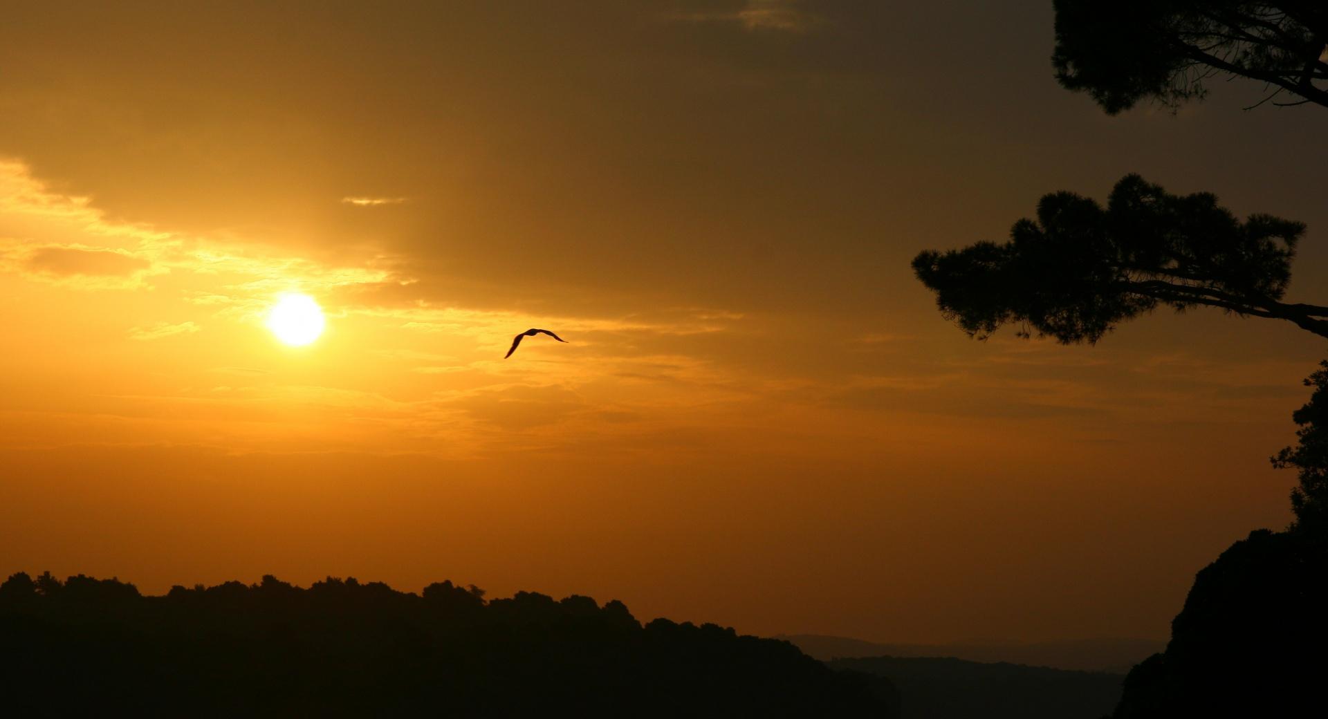 Bird And Sunset at 640 x 1136 iPhone 5 size wallpapers HD quality