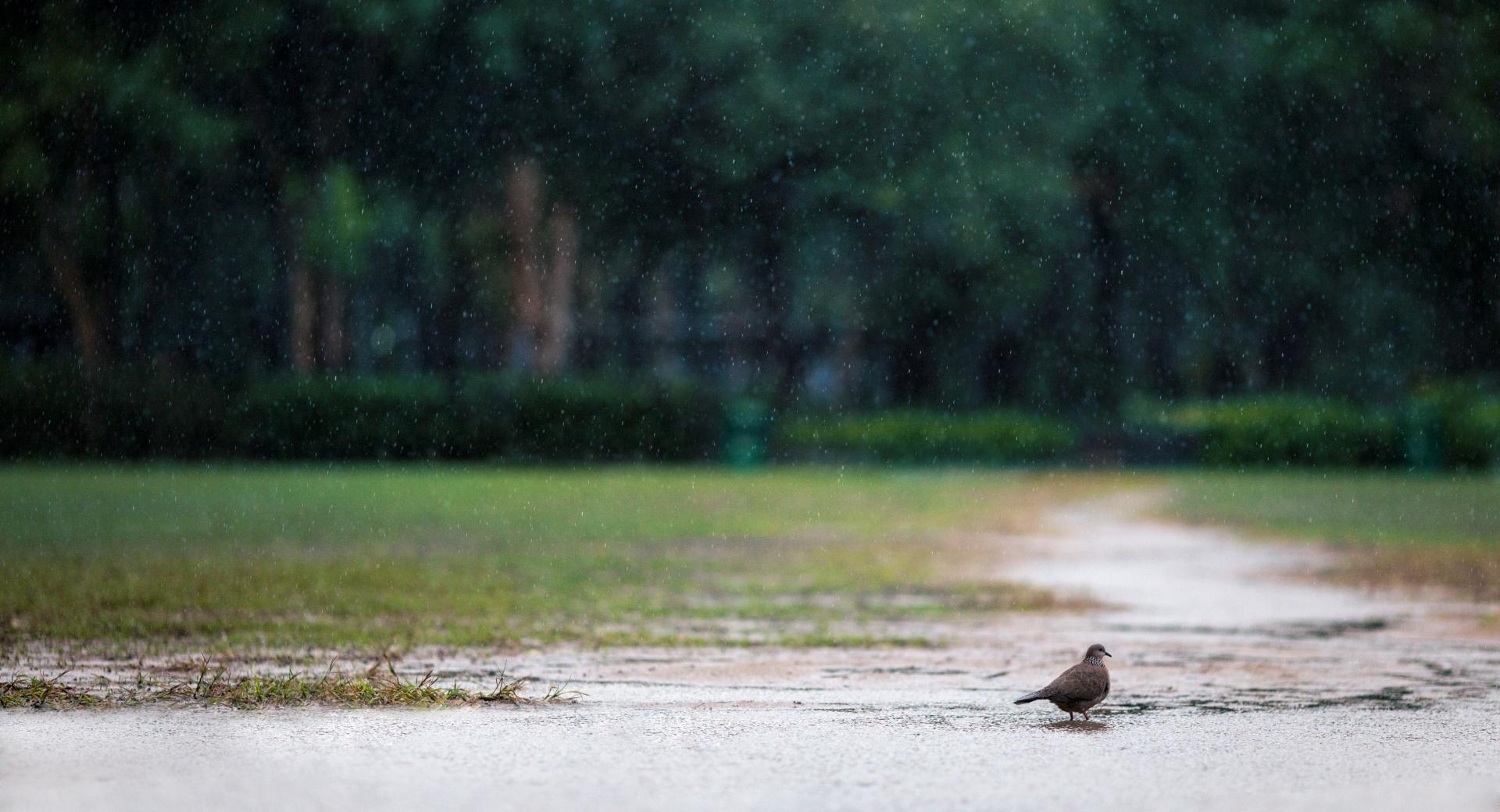 Bird in the Rain at 1152 x 864 size wallpapers HD quality