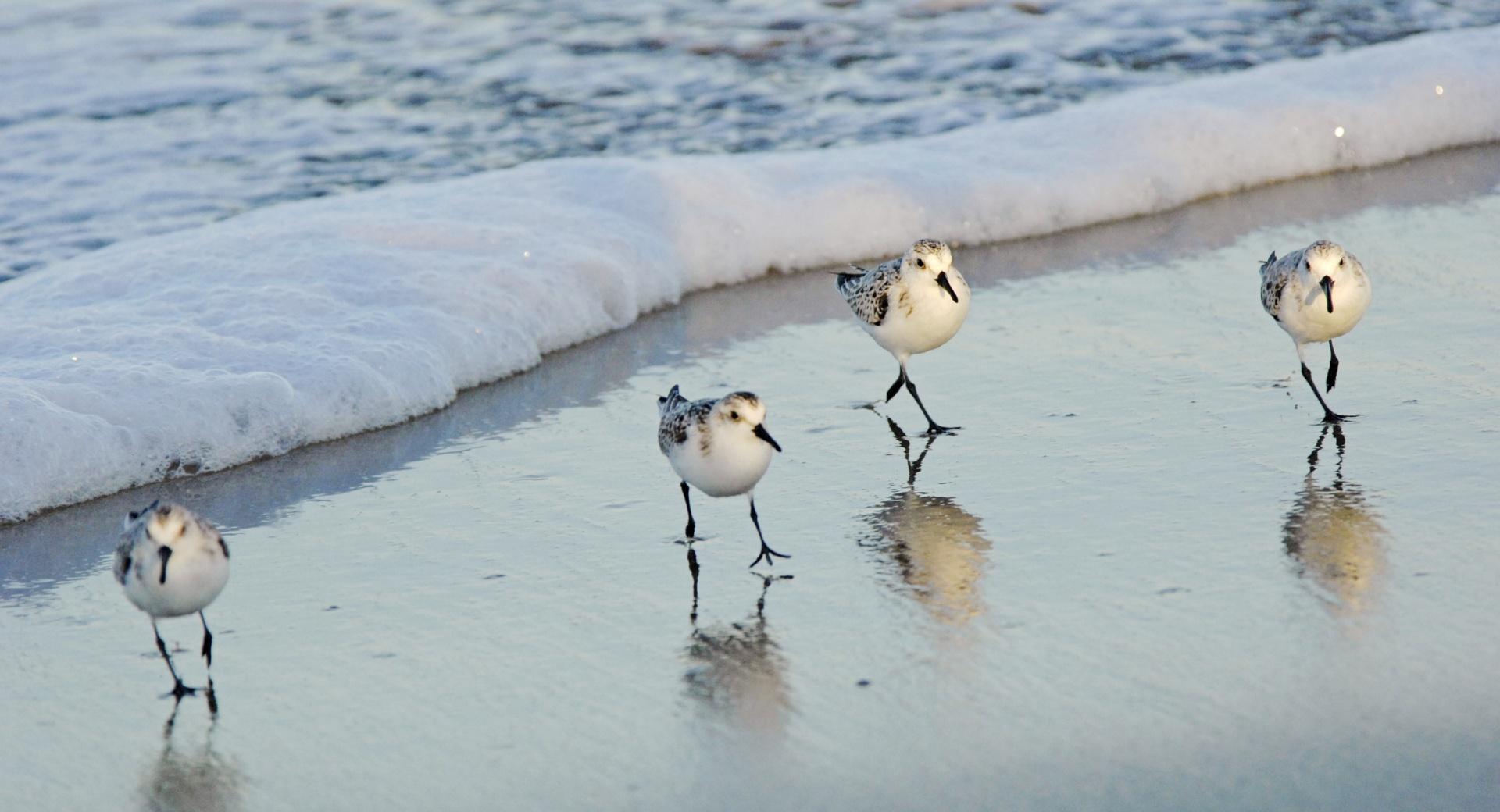 Birds On The Beach at 640 x 960 iPhone 4 size wallpapers HD quality