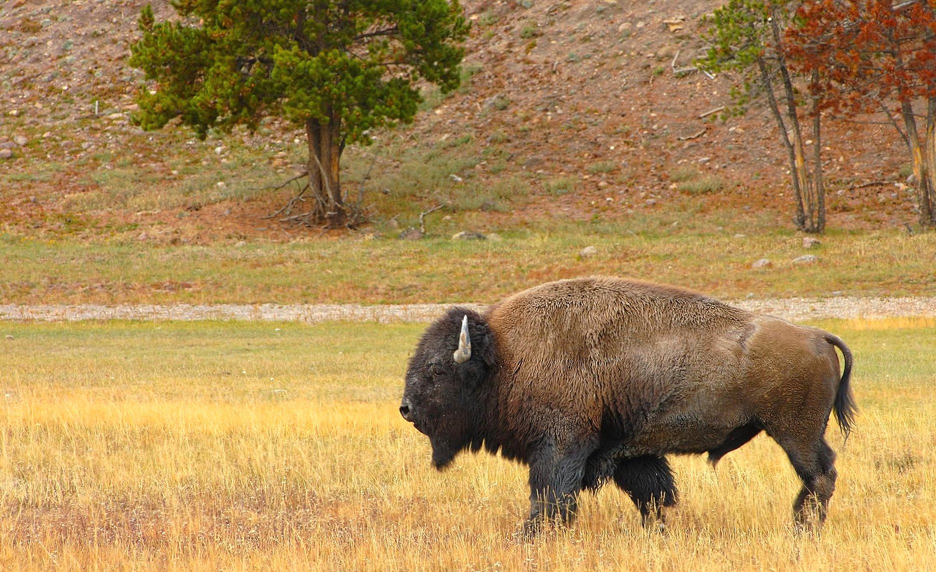 Bison at 1334 x 750 iPhone 7 size wallpapers HD quality