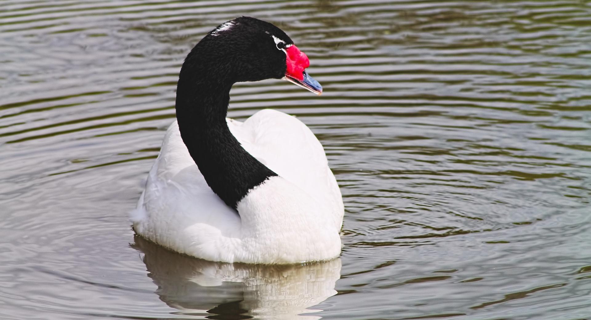 Black-necked Swan at 1600 x 1200 size wallpapers HD quality