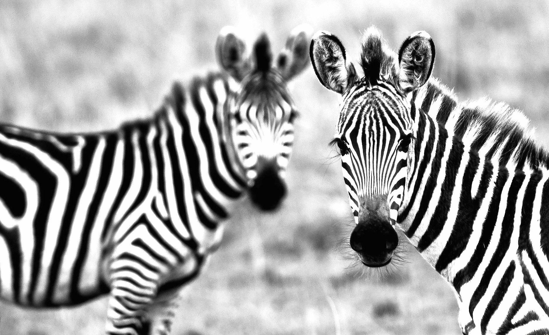 Black and white zebras at 1024 x 1024 iPad size wallpapers HD quality
