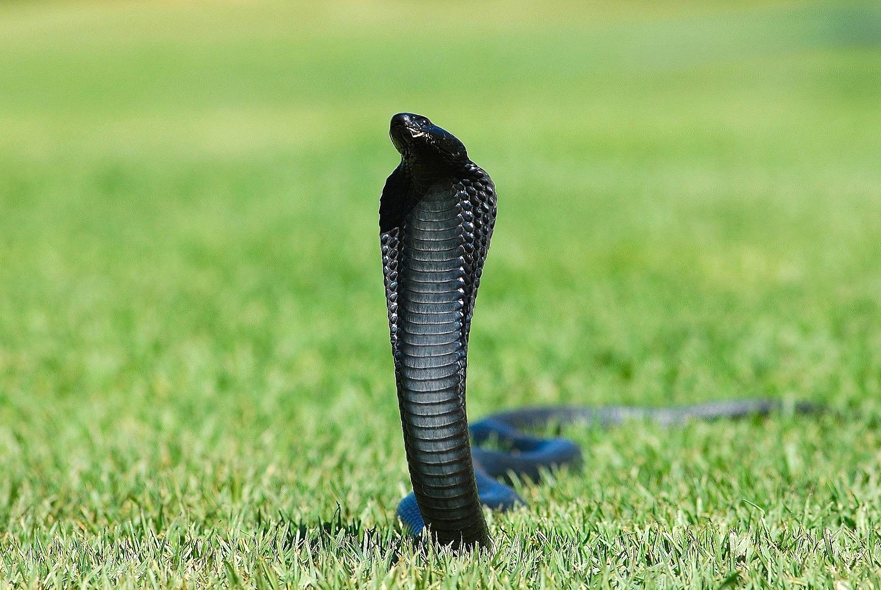 Black cobra snake at 320 x 480 iPhone size wallpapers HD quality