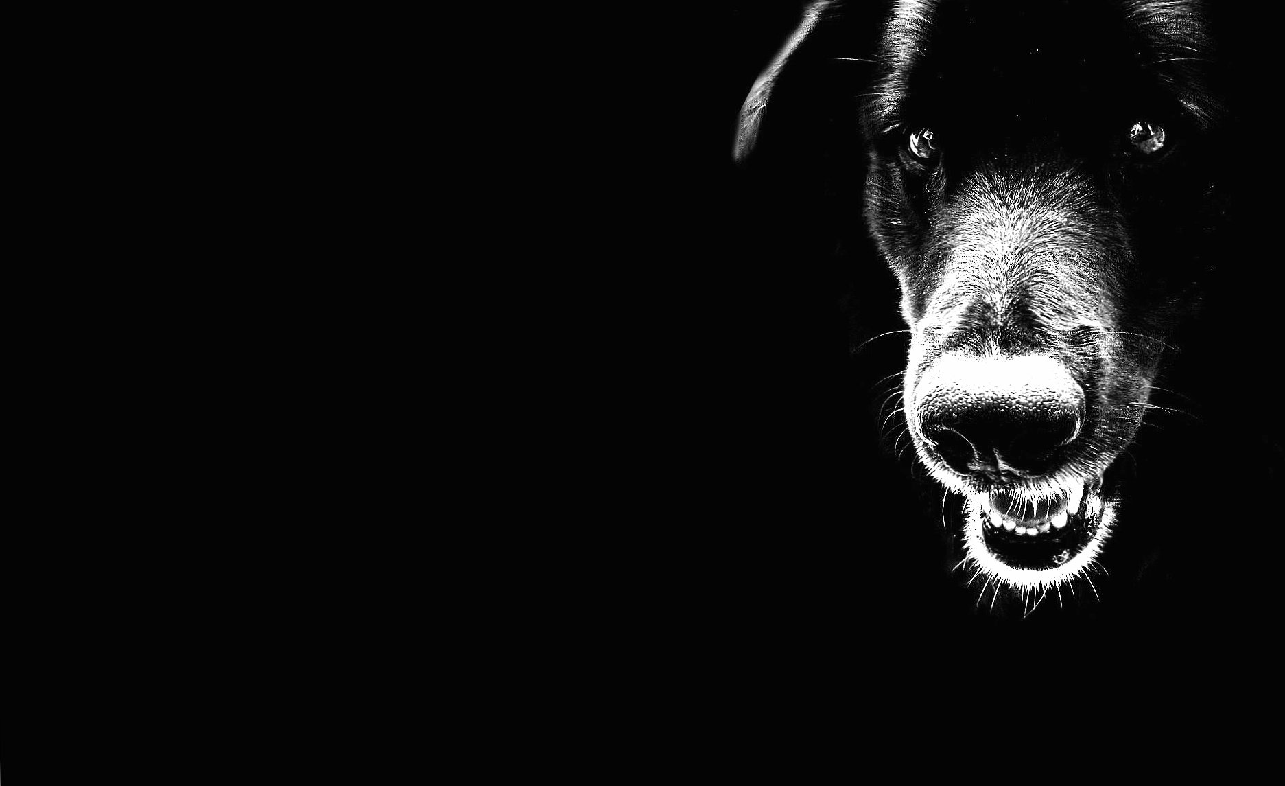 Black dog at 1024 x 768 size wallpapers HD quality