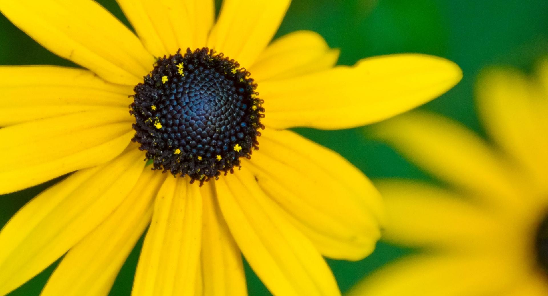 Black Eyed Susan wallpapers HD quality