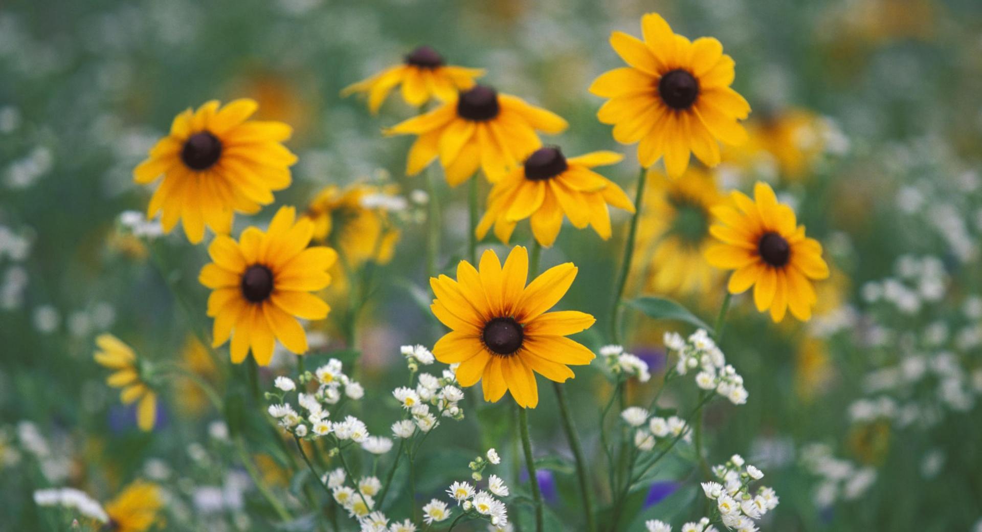 Black Eyed Susans And Daisy Fleabane Kentucky at 1152 x 864 size wallpapers HD quality