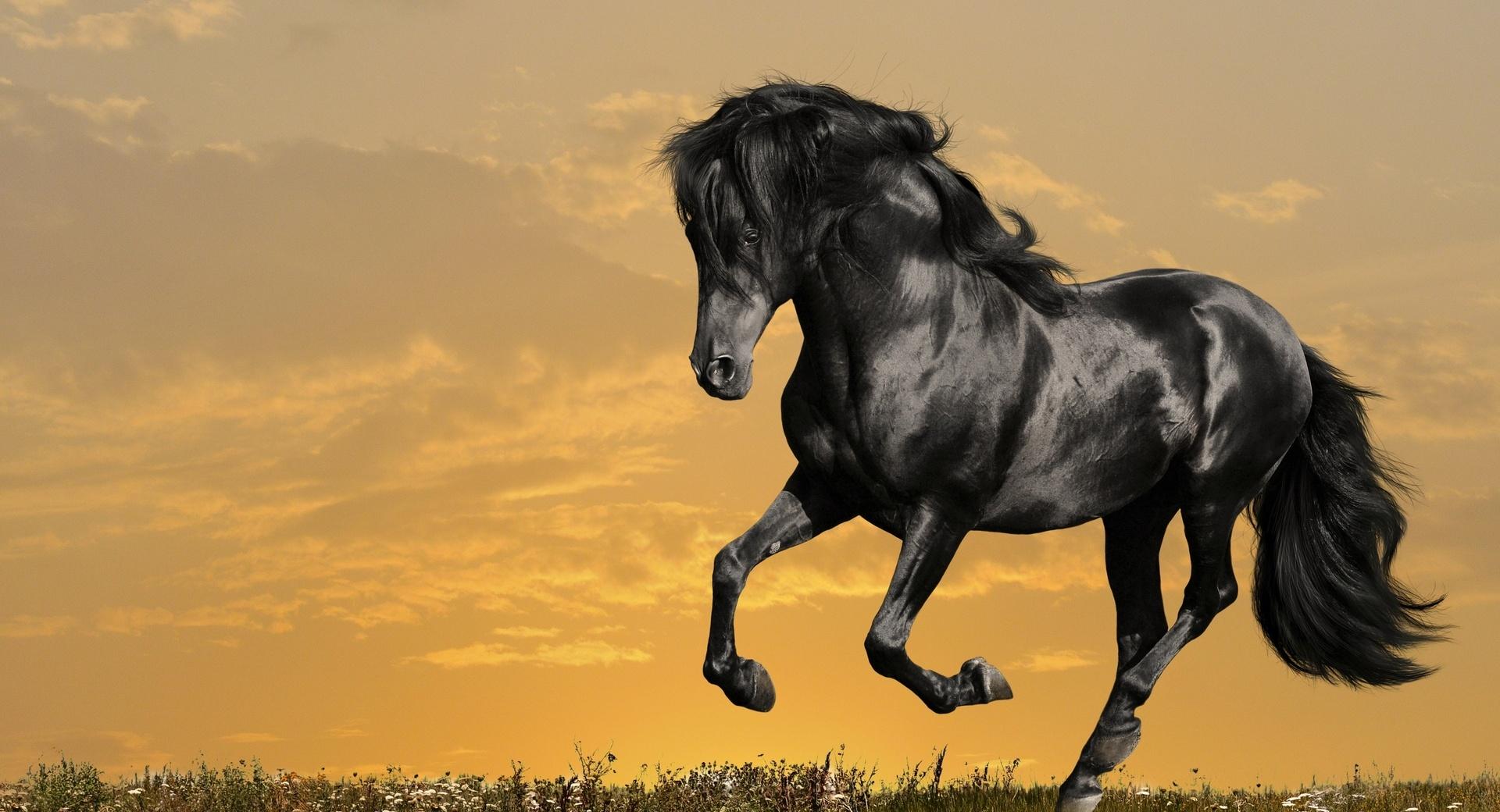Black Horse Running at 1024 x 1024 iPad size wallpapers HD quality