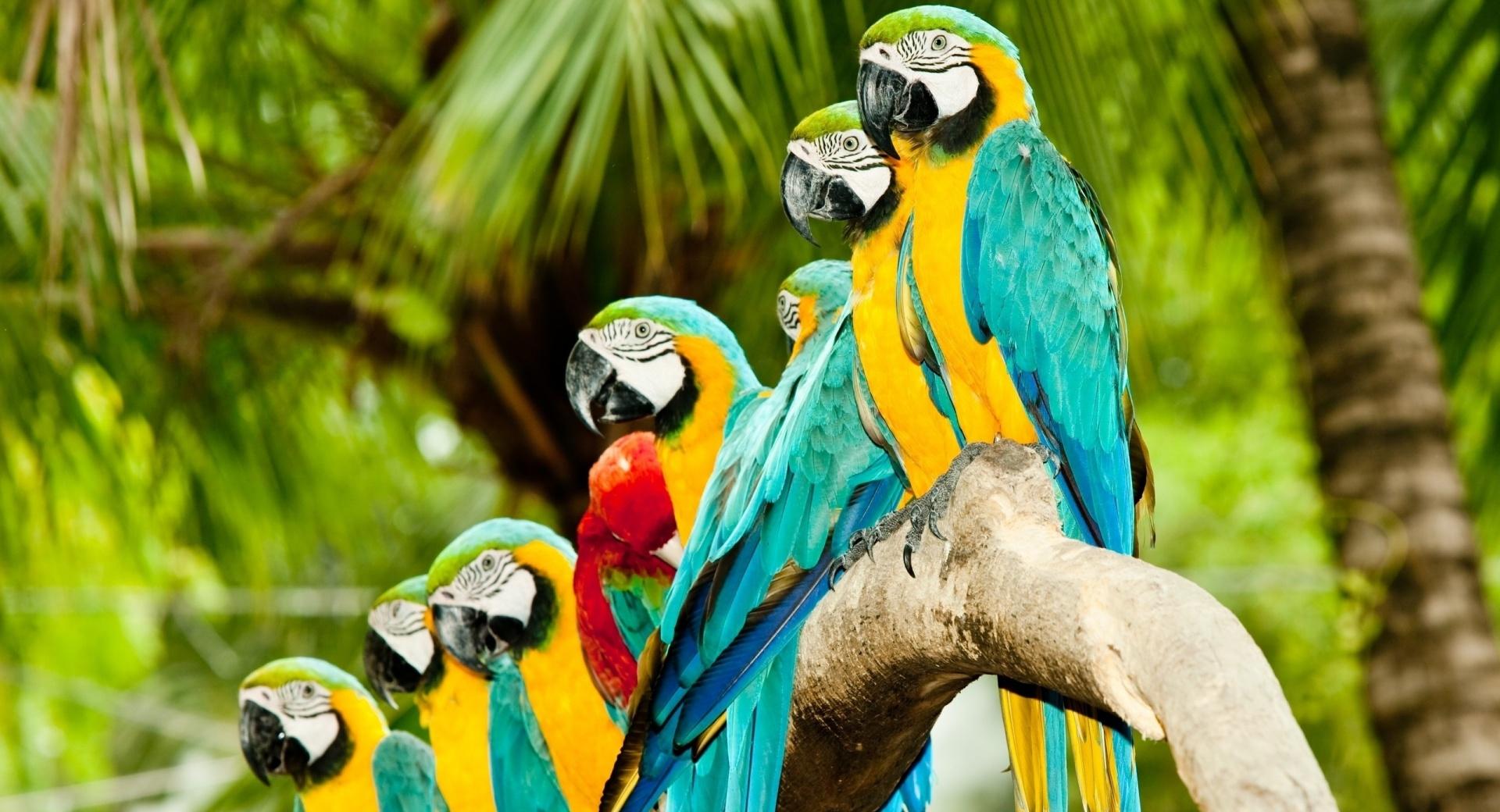 Blue And Gold Macaw Parrots at 640 x 1136 iPhone 5 size wallpapers HD quality