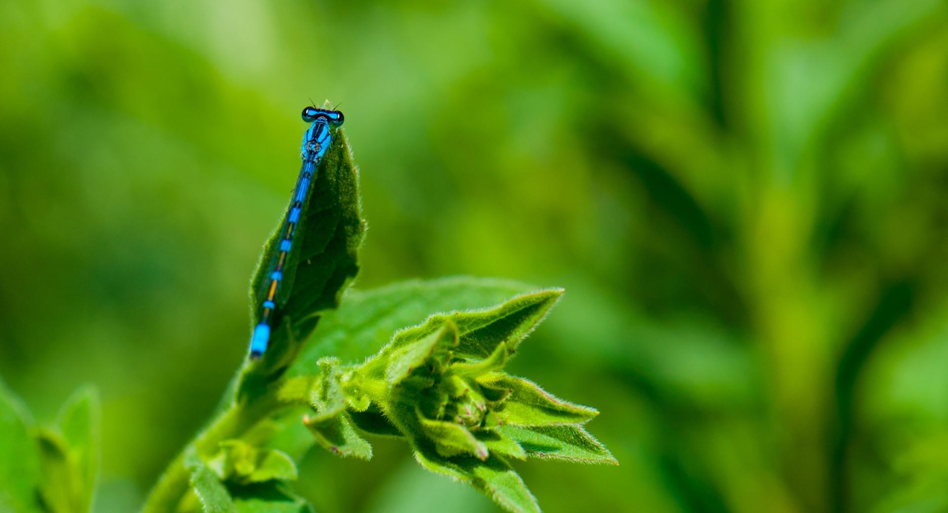 Blue Damselfly wallpapers HD quality