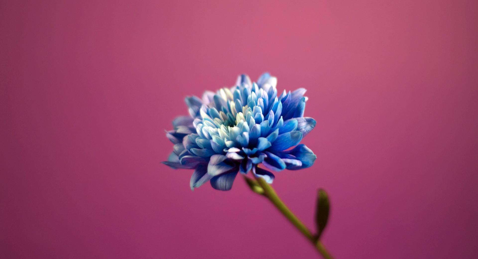 Blue Flower at 1600 x 1200 size wallpapers HD quality