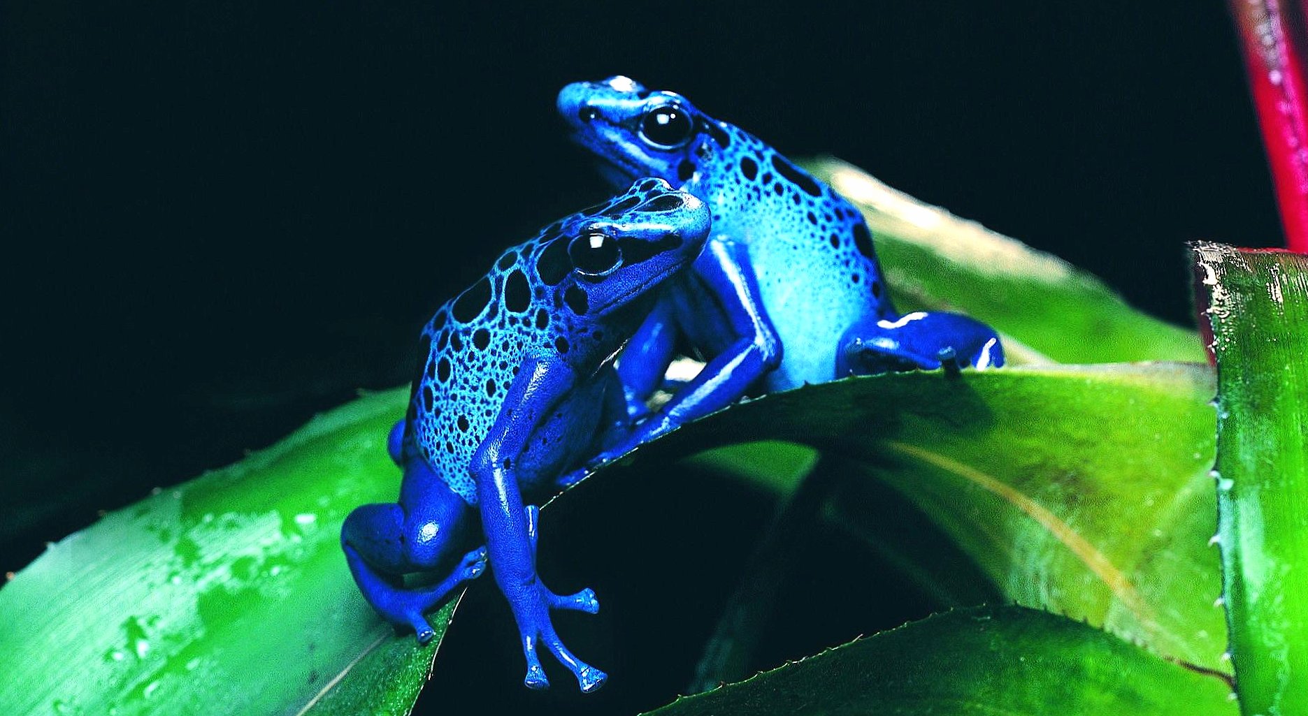 Blue frog twin wallpapers HD quality