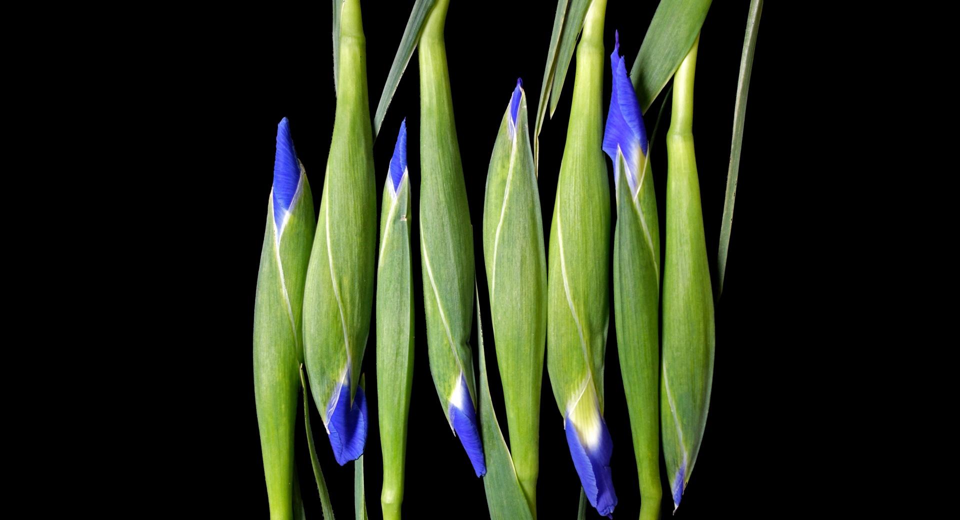 Blue Iris Flowers at 320 x 480 iPhone size wallpapers HD quality