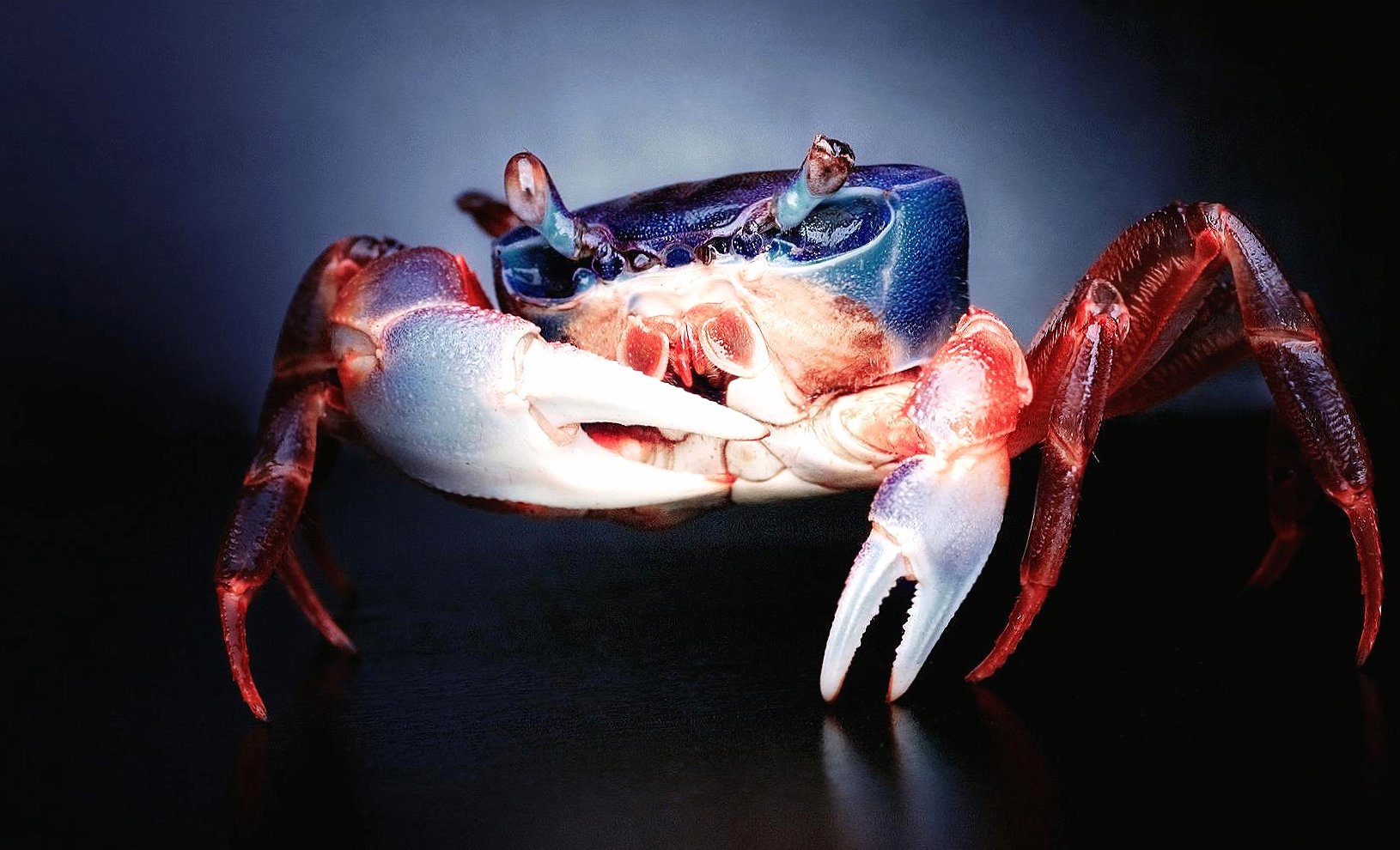 Blue red crab at 640 x 960 iPhone 4 size wallpapers HD quality