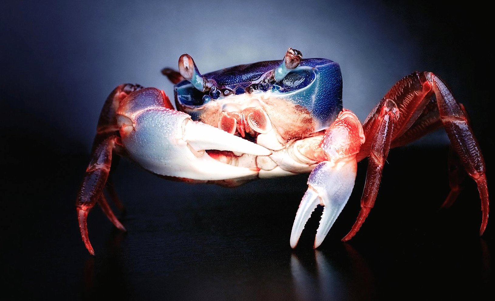 Blue red crab at 1024 x 768 size wallpapers HD quality