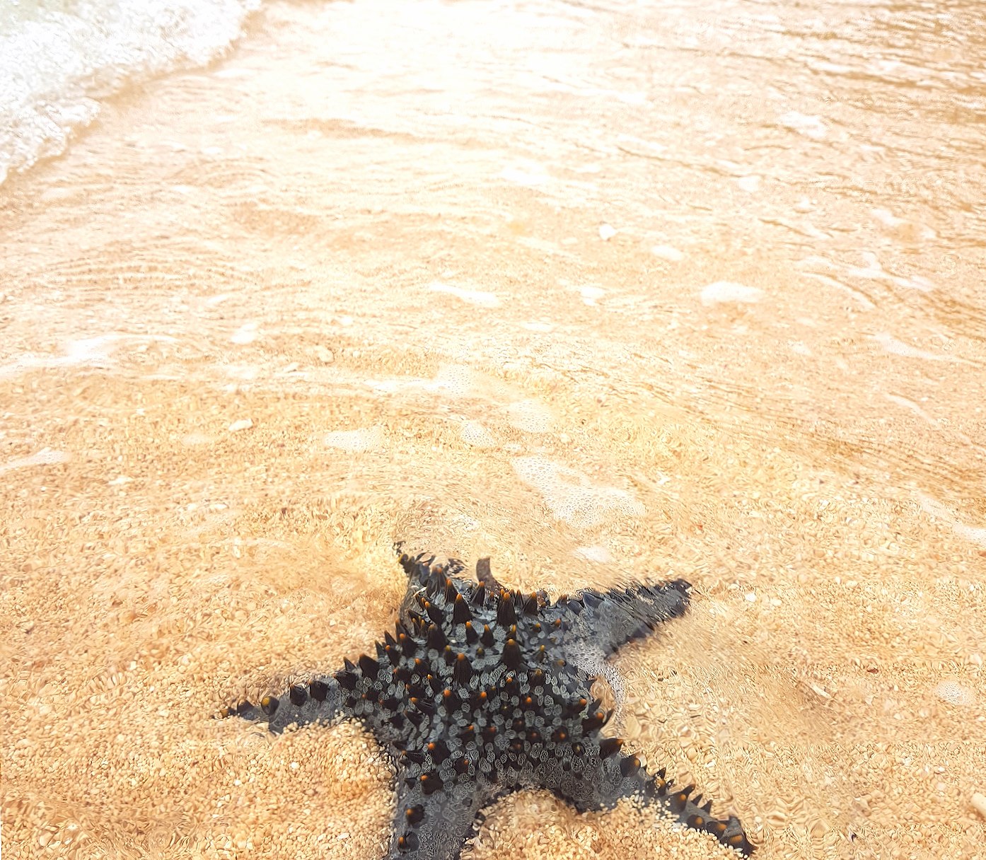 Blue Starfish at 640 x 960 iPhone 4 size wallpapers HD quality