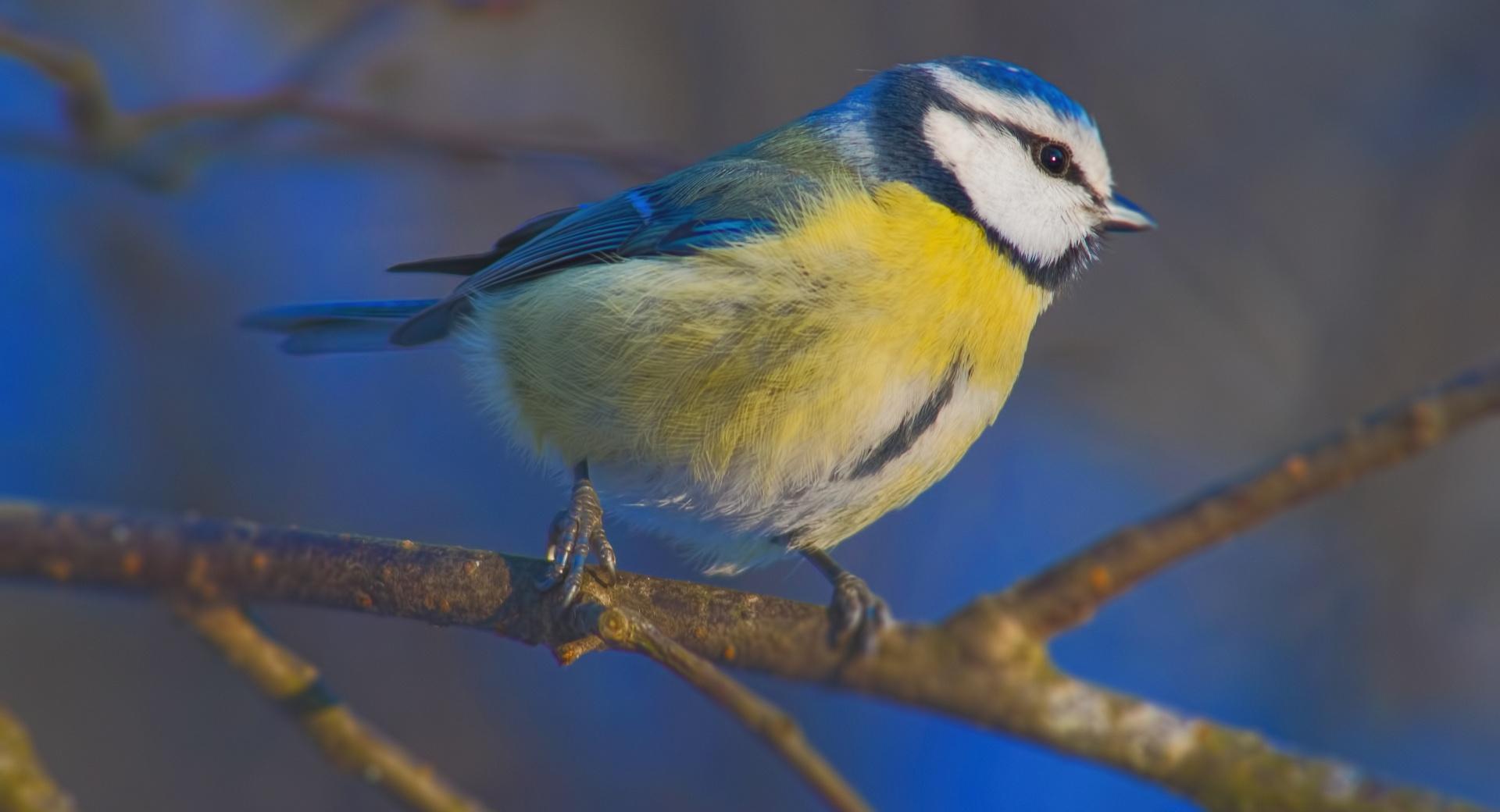 Blue Tit Macro at 1152 x 864 size wallpapers HD quality