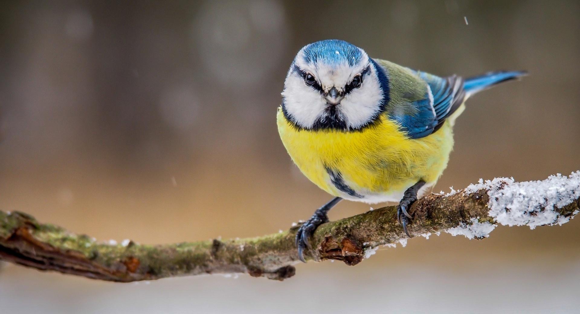 Blue Yellow Bird at 1152 x 864 size wallpapers HD quality