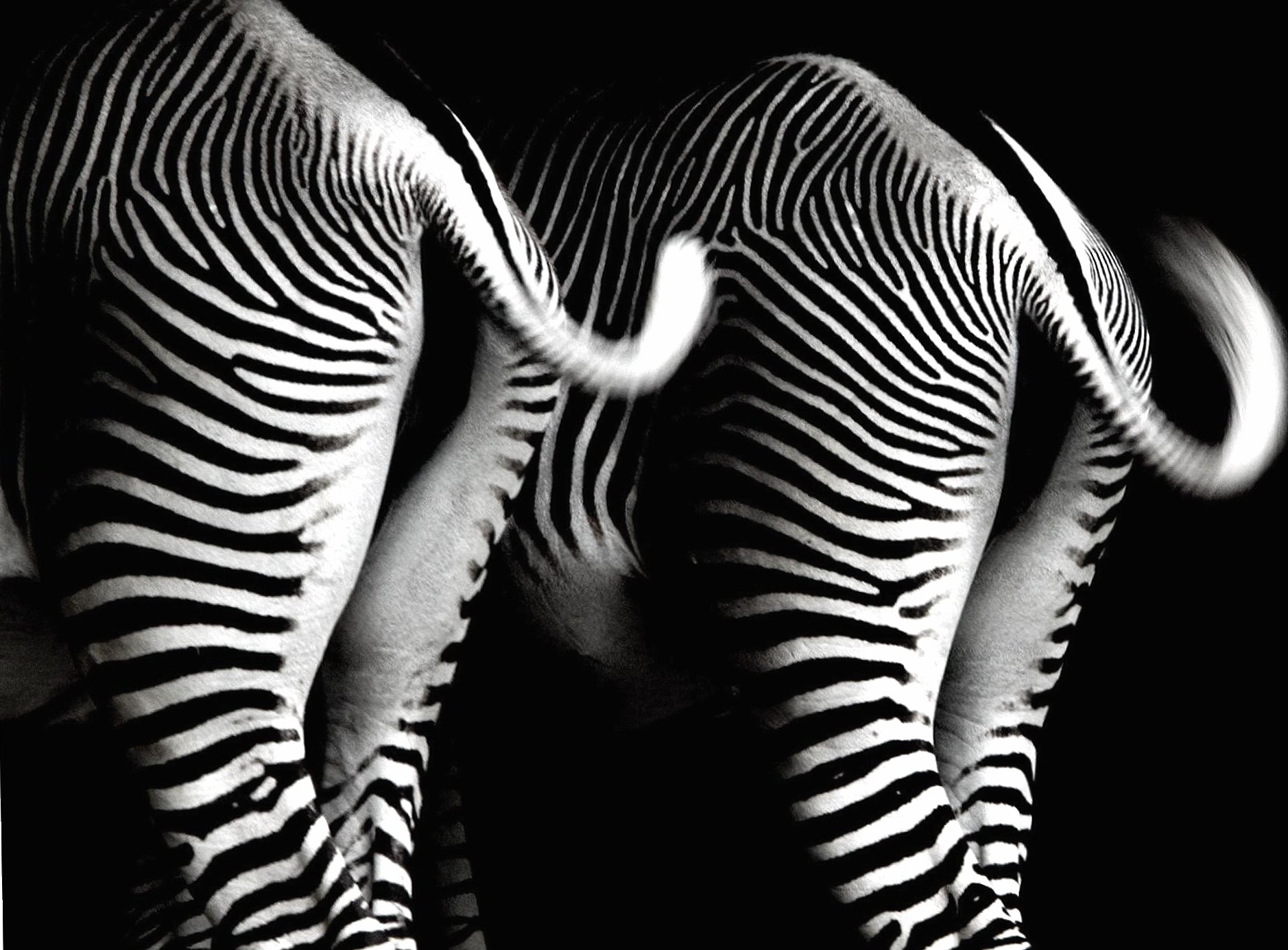 bottom zebras at 1024 x 1024 iPad size wallpapers HD quality