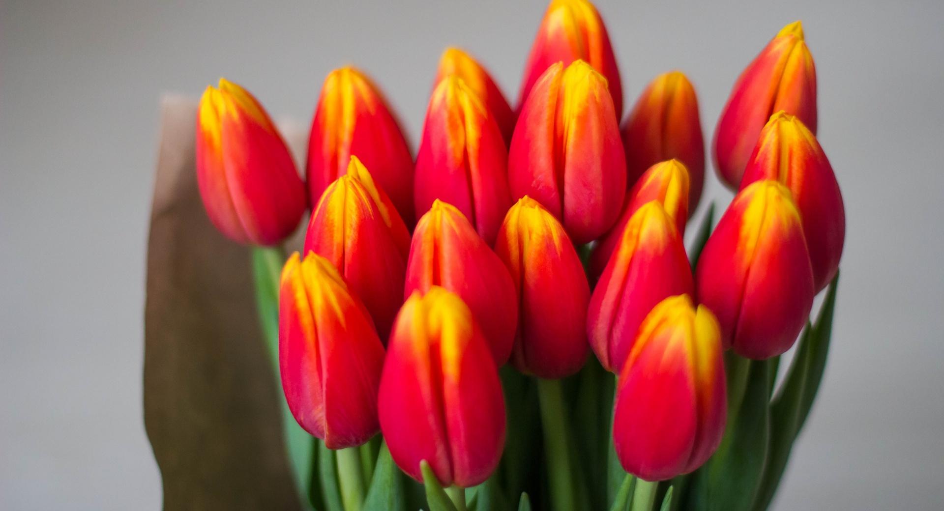 Bouquet Of Red Tulips at 320 x 480 iPhone size wallpapers HD quality