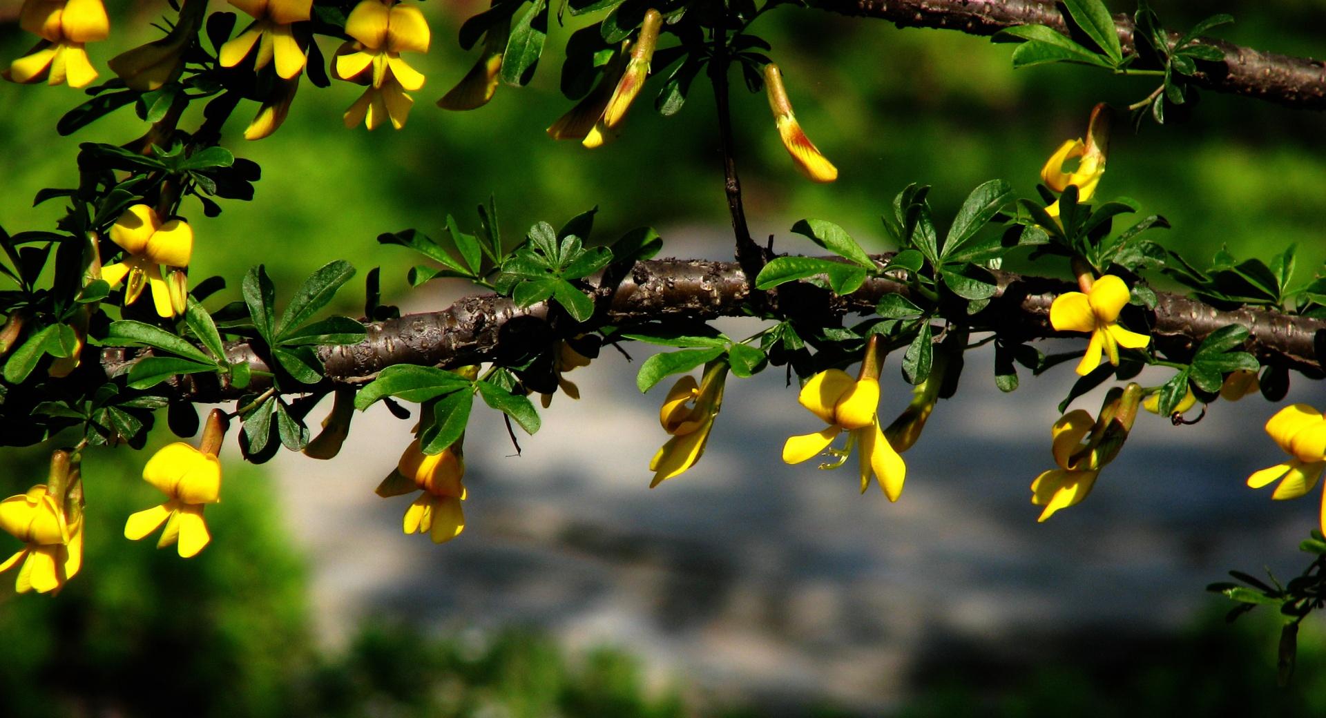 Branches With Yellow Flowers at 1152 x 864 size wallpapers HD quality