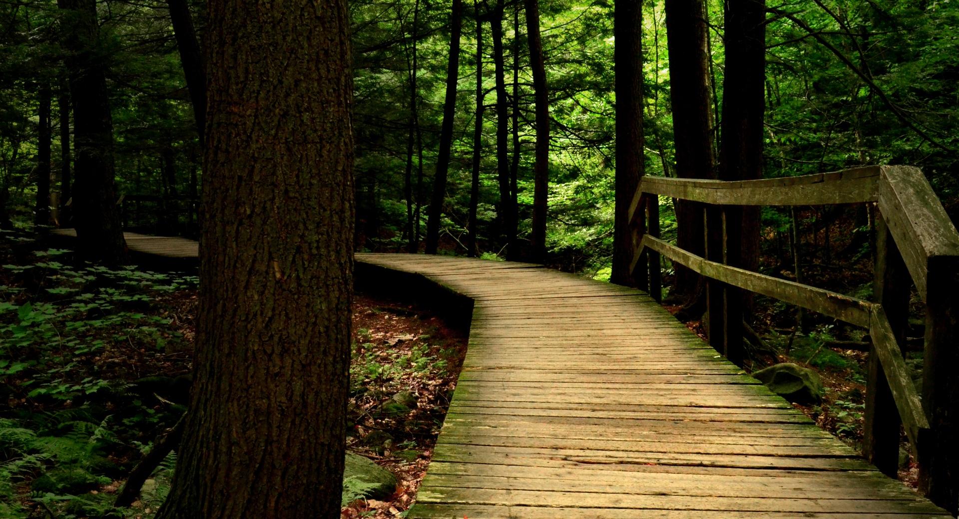 Bridge in the Wood at 2048 x 2048 iPad size wallpapers HD quality
