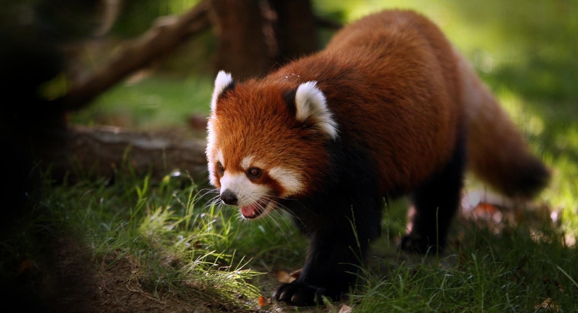 Brilliant Red Panda at 640 x 960 iPhone 4 size wallpapers HD quality