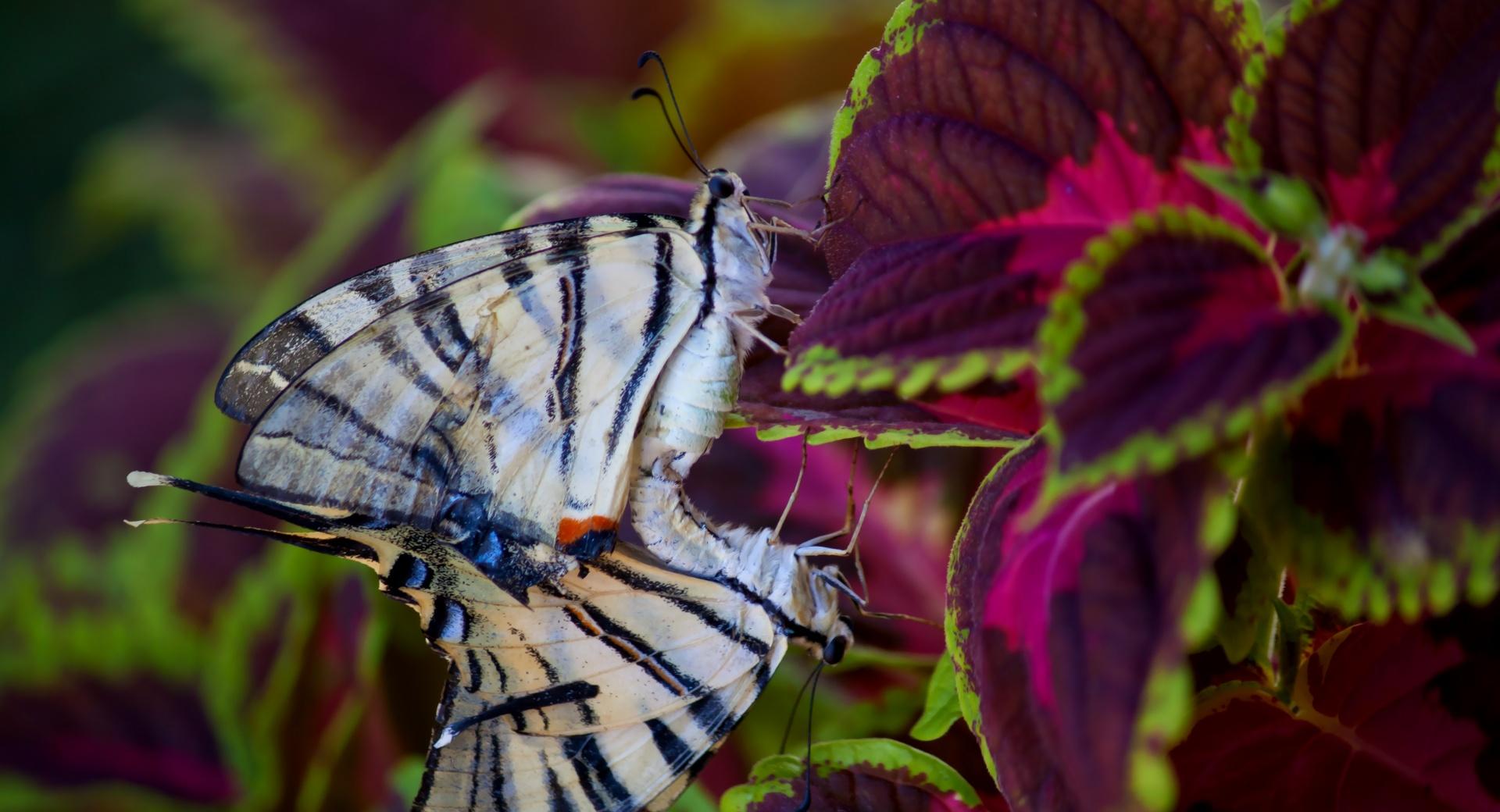 Butterflies in Love at 1152 x 864 size wallpapers HD quality