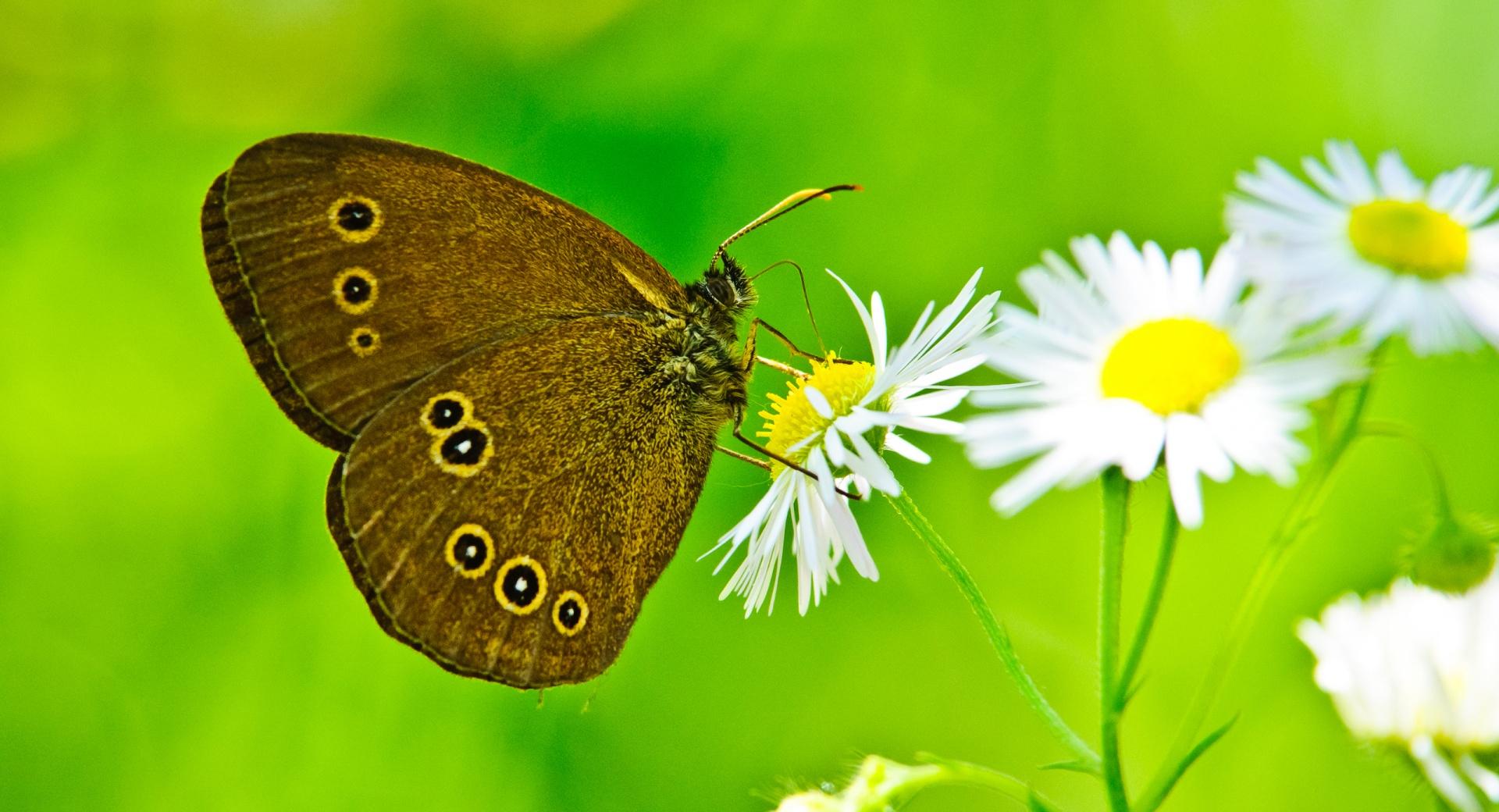 Butterfly Close-Up at 1024 x 1024 iPad size wallpapers HD quality