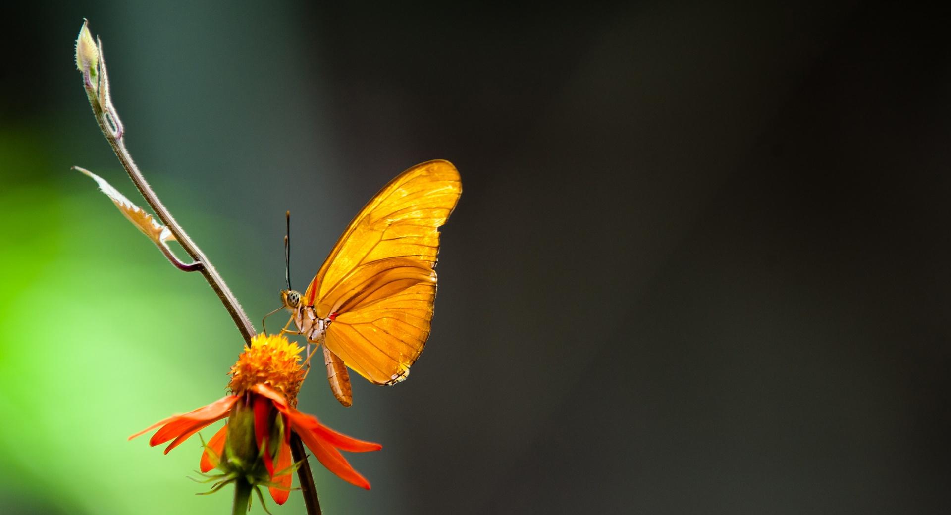 Butterfly In The Light at 1024 x 1024 iPad size wallpapers HD quality
